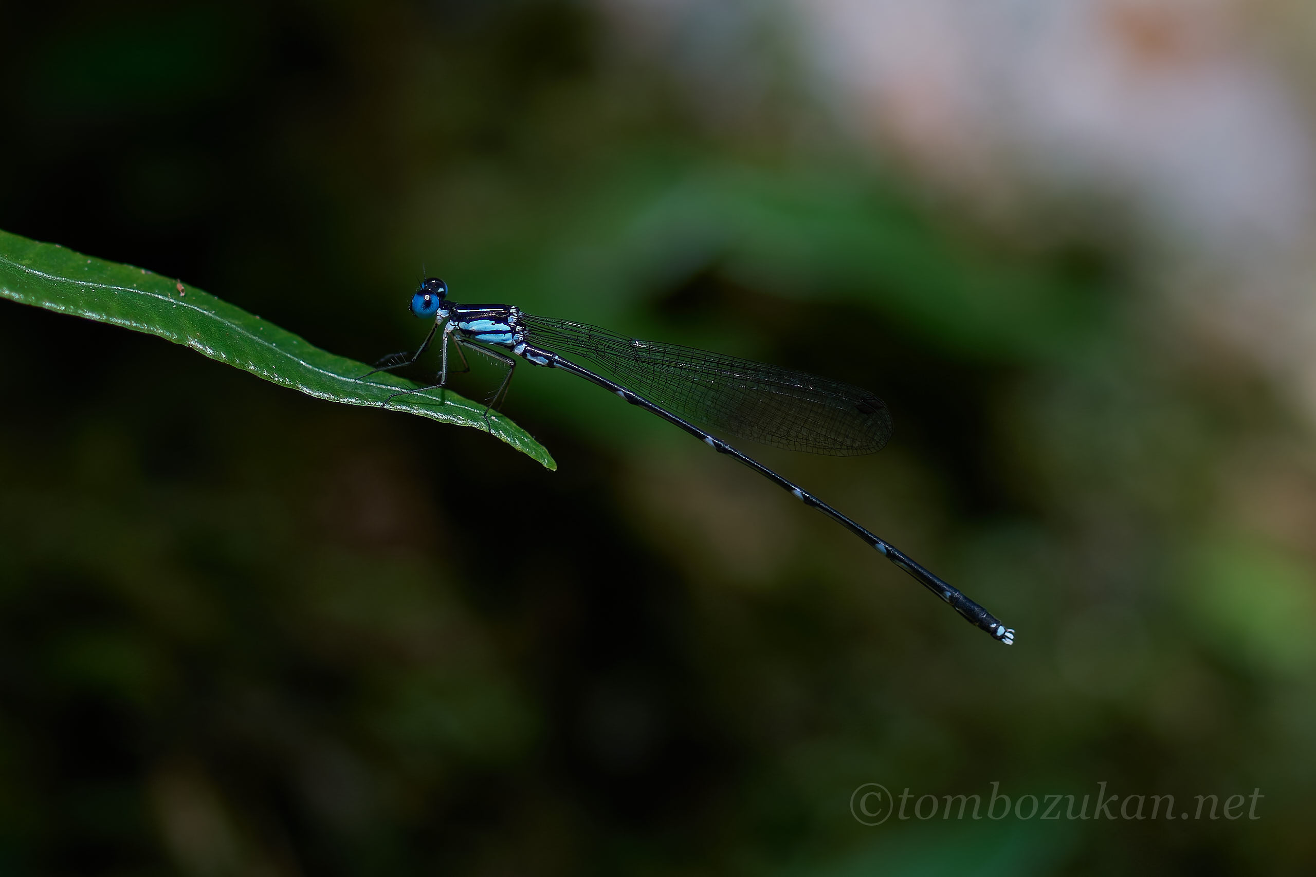 アマミルリモントンボ