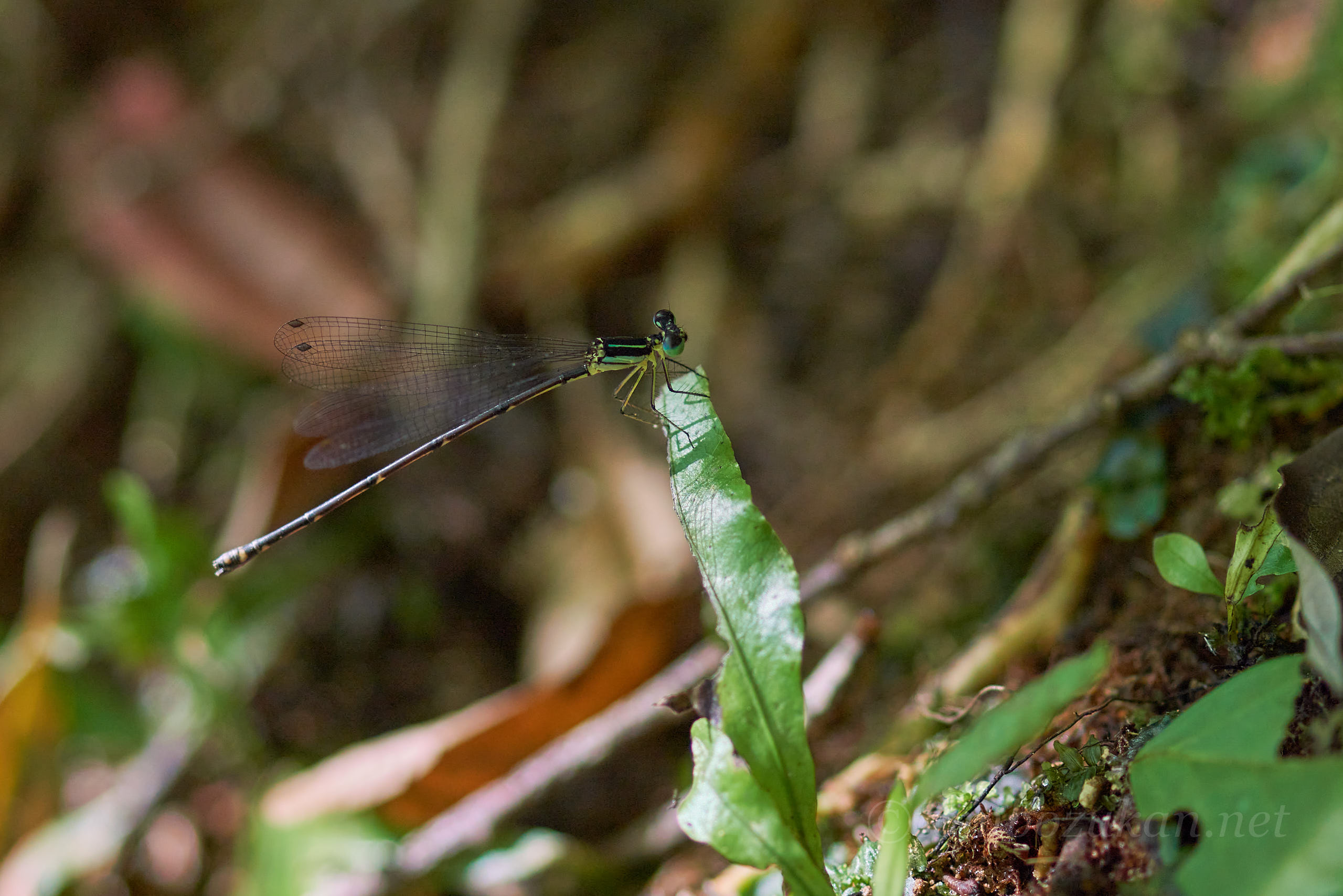 アマミルリモントンボ