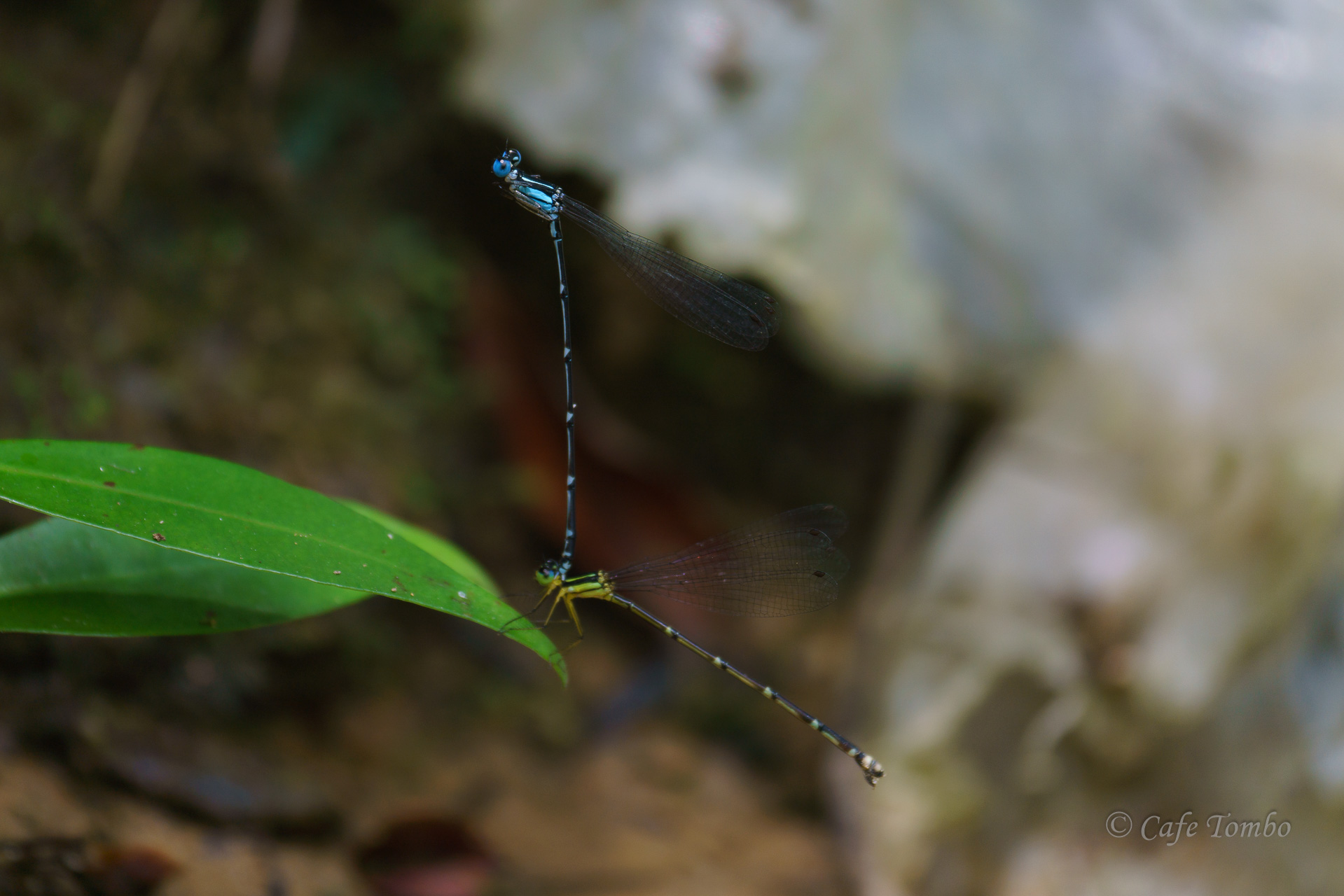 アマミルリモントンボ