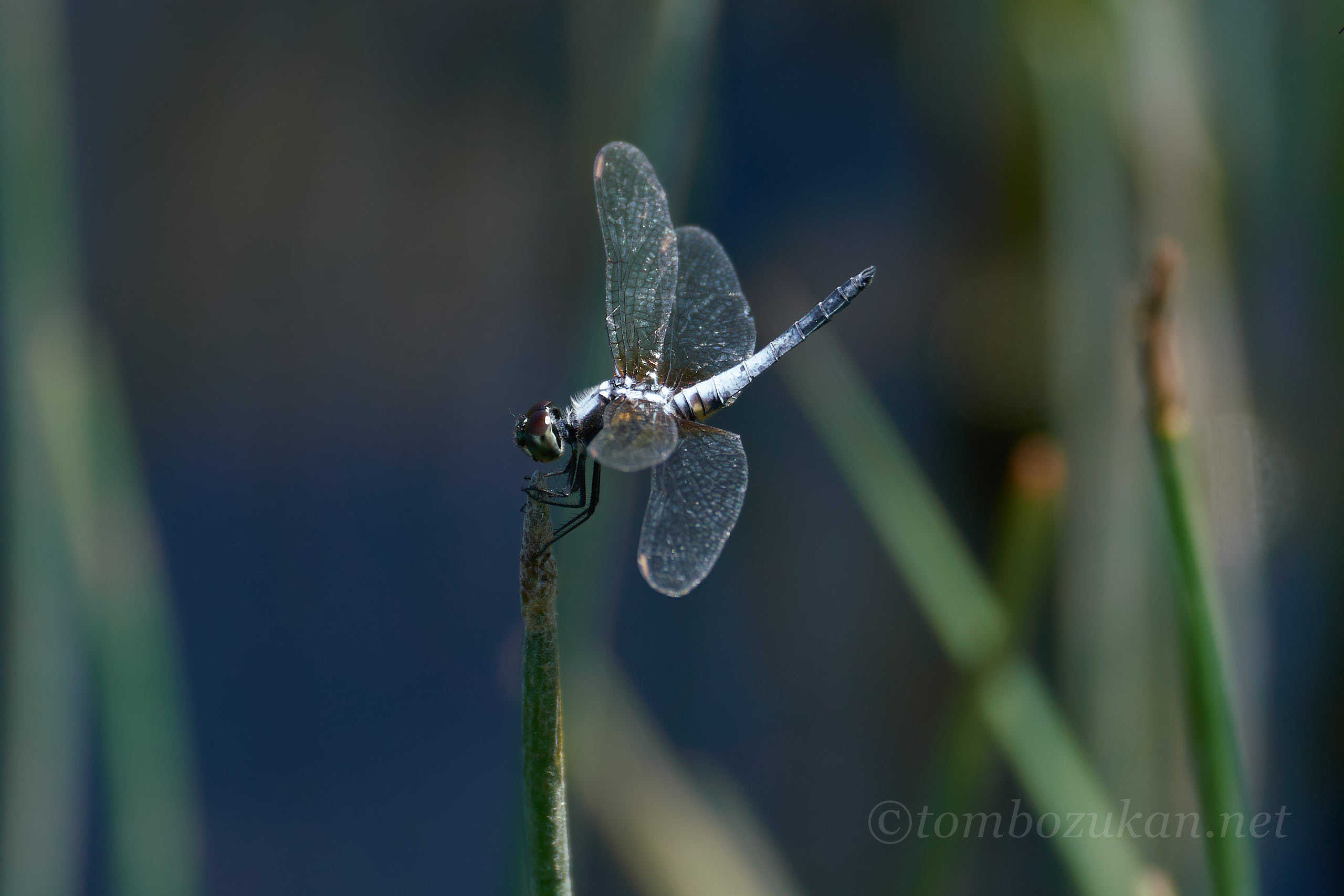アオビタイトンボ
