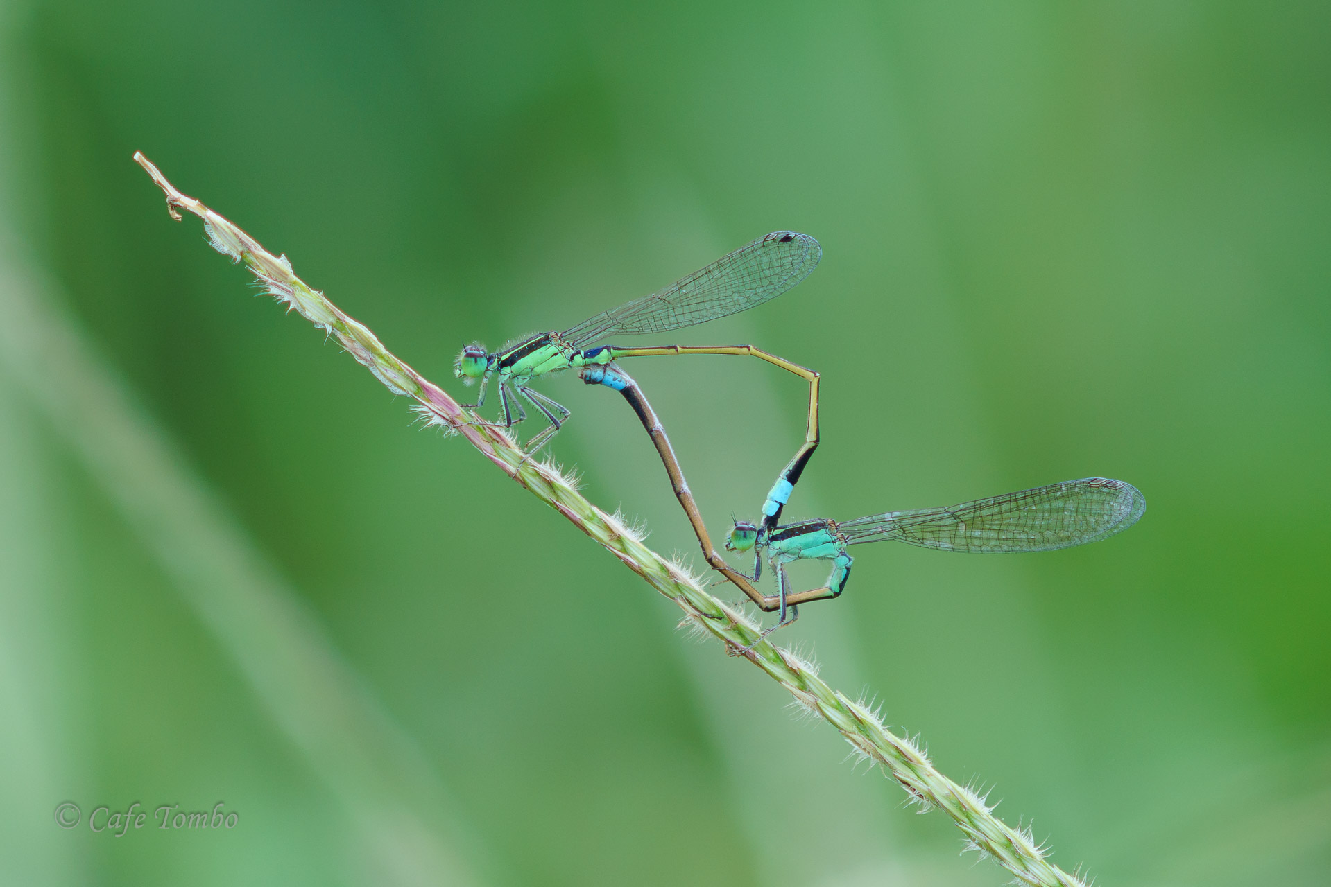 アオモンイトトンボ