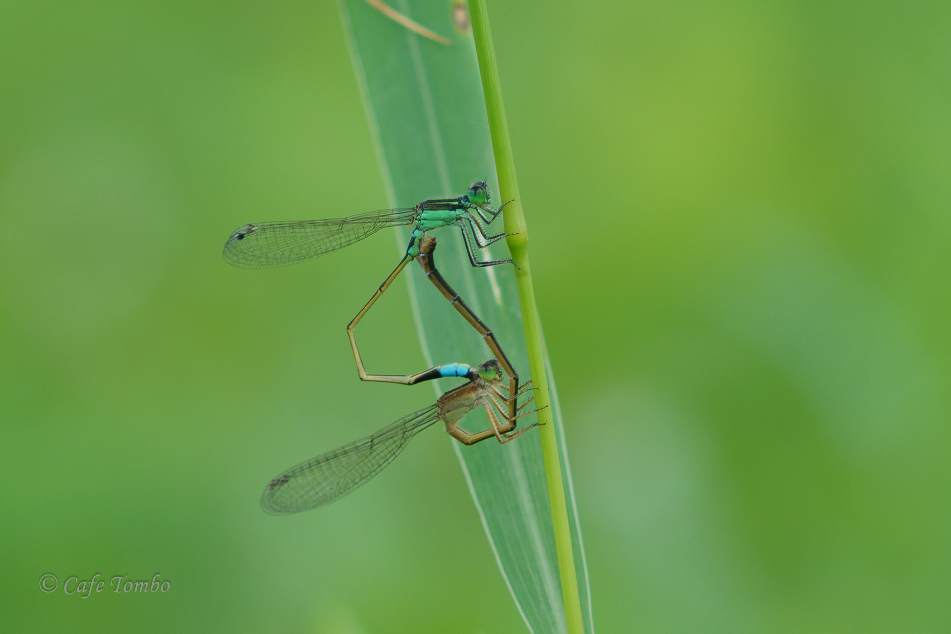 アオモンイトトンボ