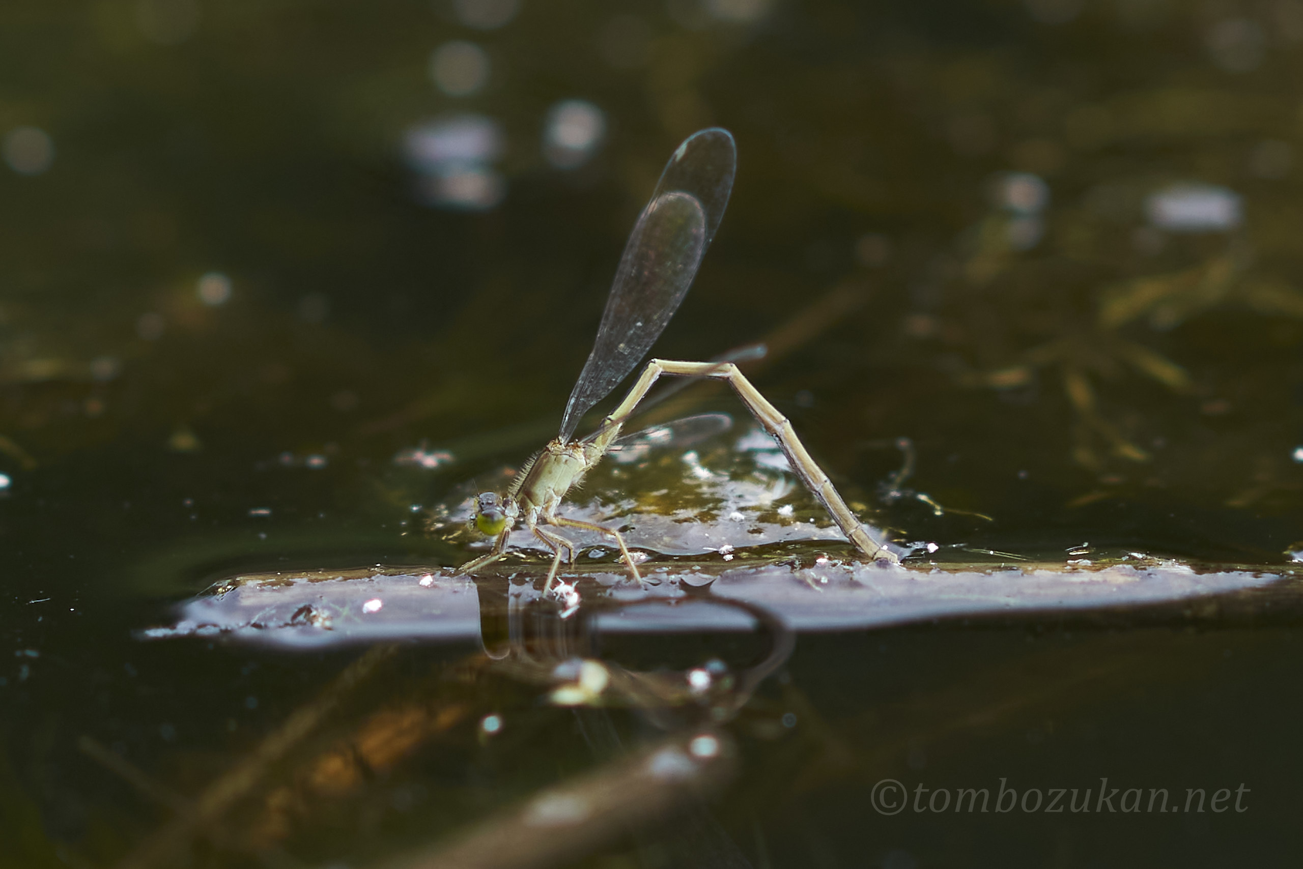 アオモンイトトンボ
