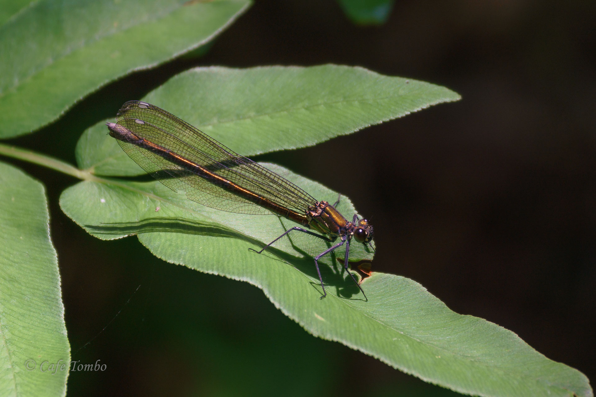 アサヒナカワトンボ