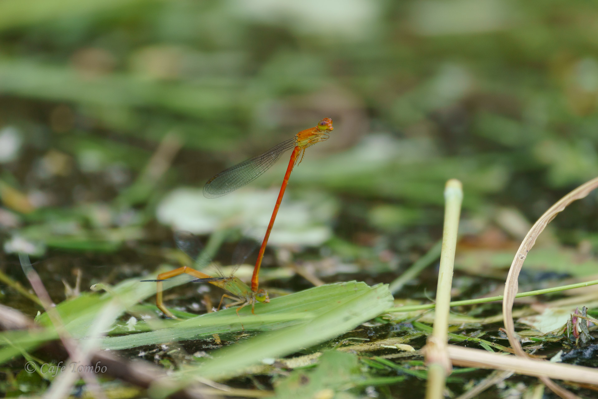 ベニイトトンボ