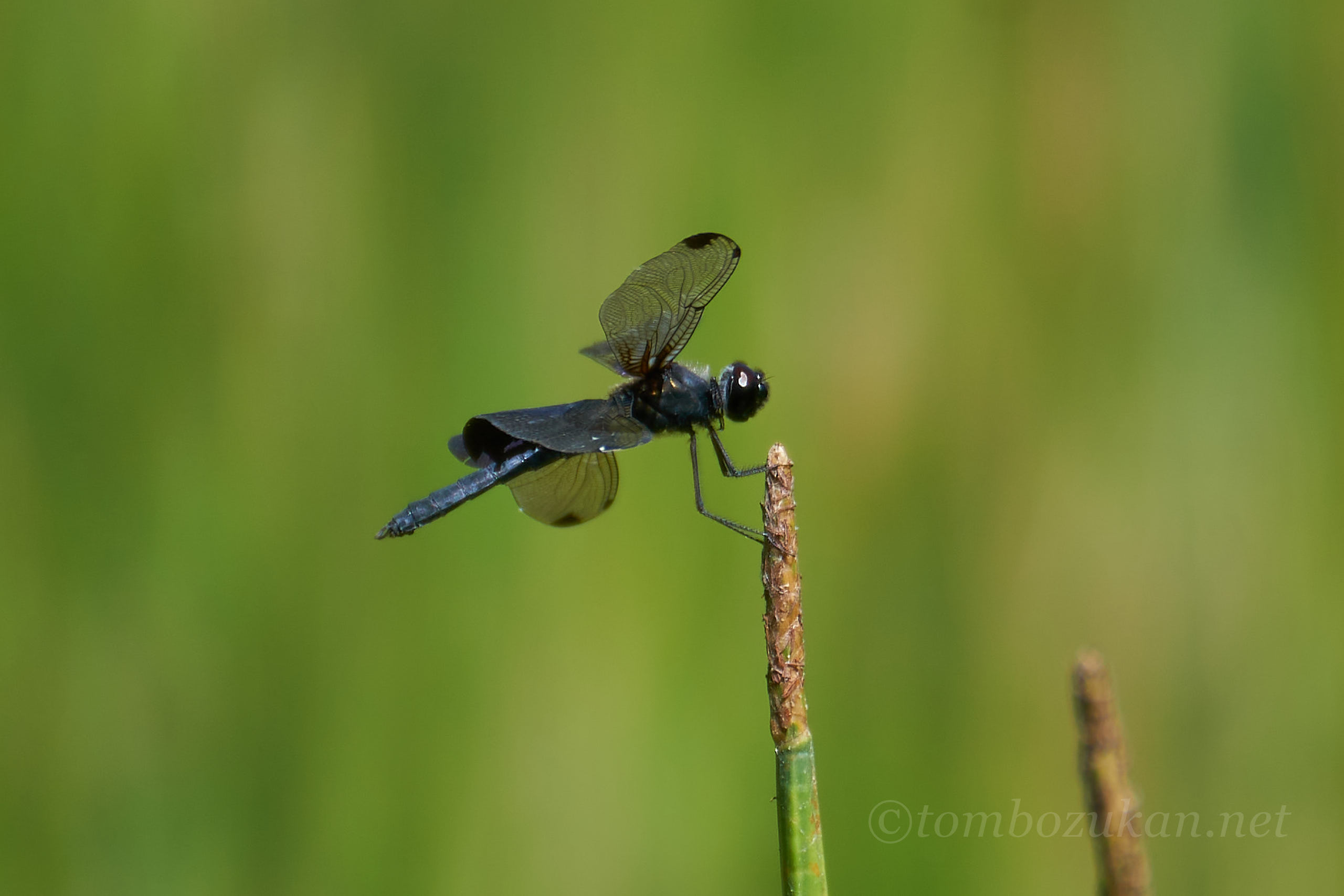 ハネナガチョウトンボ