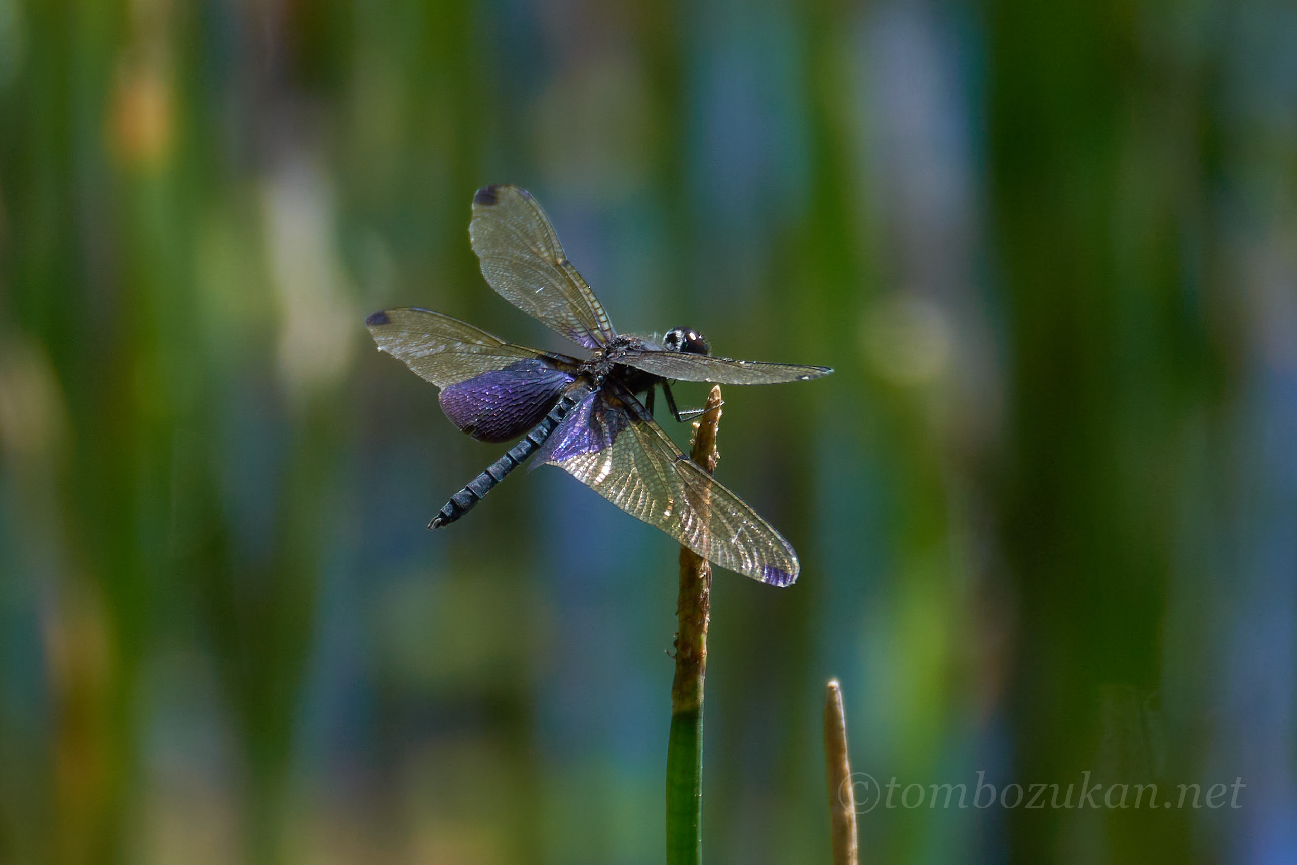 ハネナガチョウトンボ