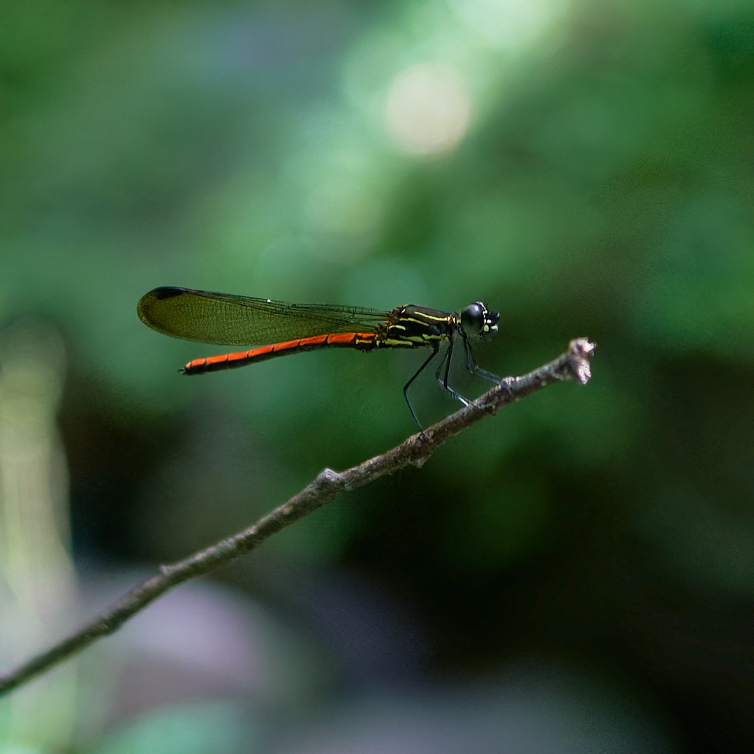 ヤエヤマハナダカトンボ