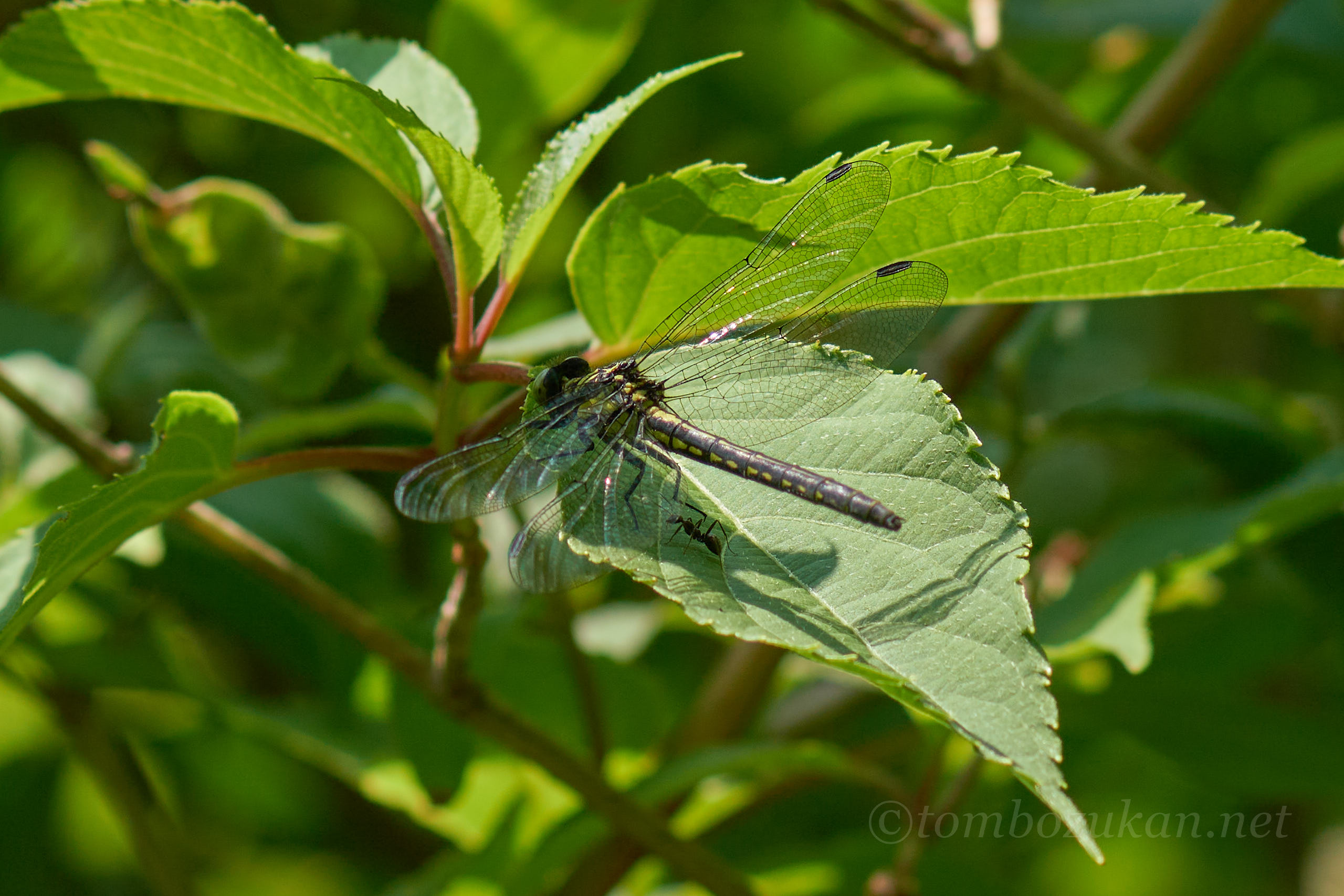 ヒメクロサナエ