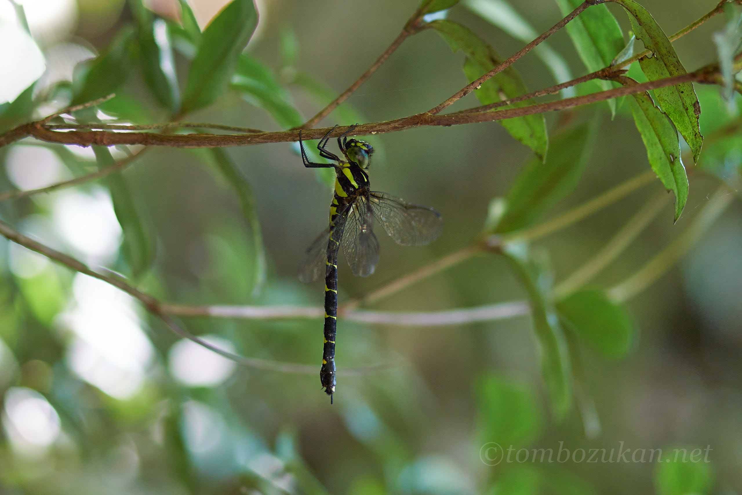ヒメミルンヤンマ