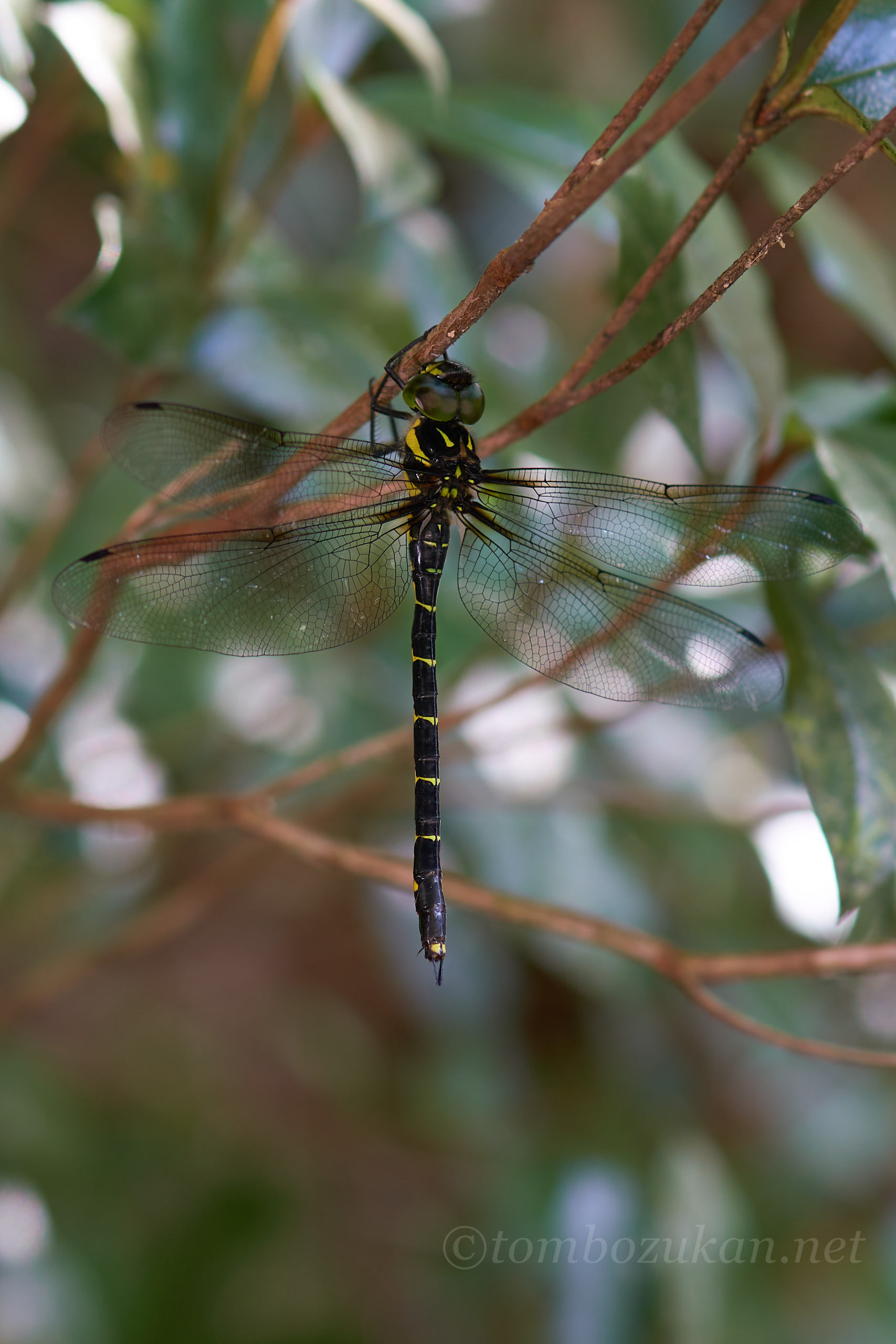 ヒメミルンヤンマ