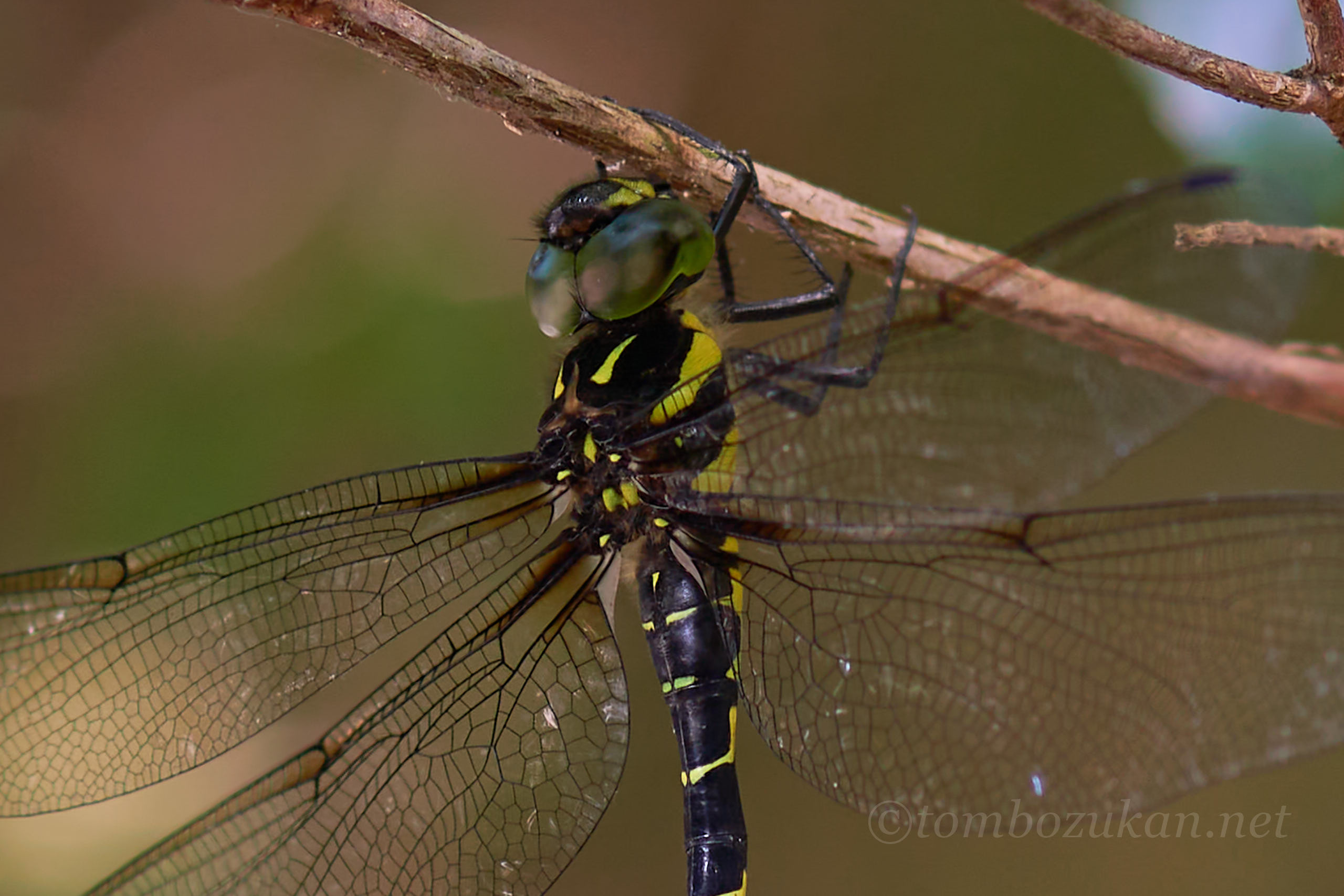ヒメミルンヤンマ