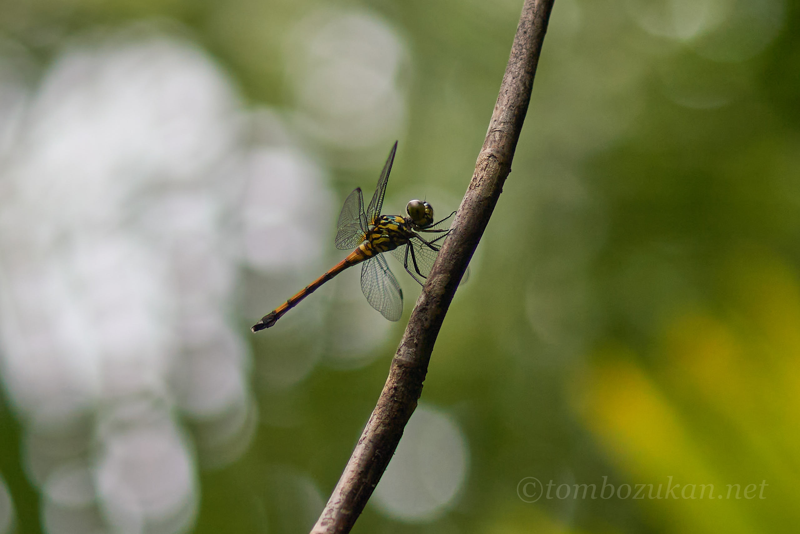 ホソアカトンボ