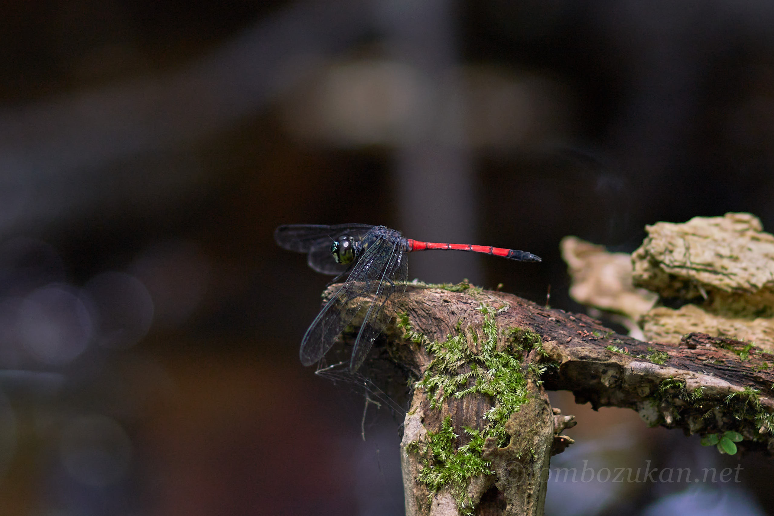 ホソアカトンボ