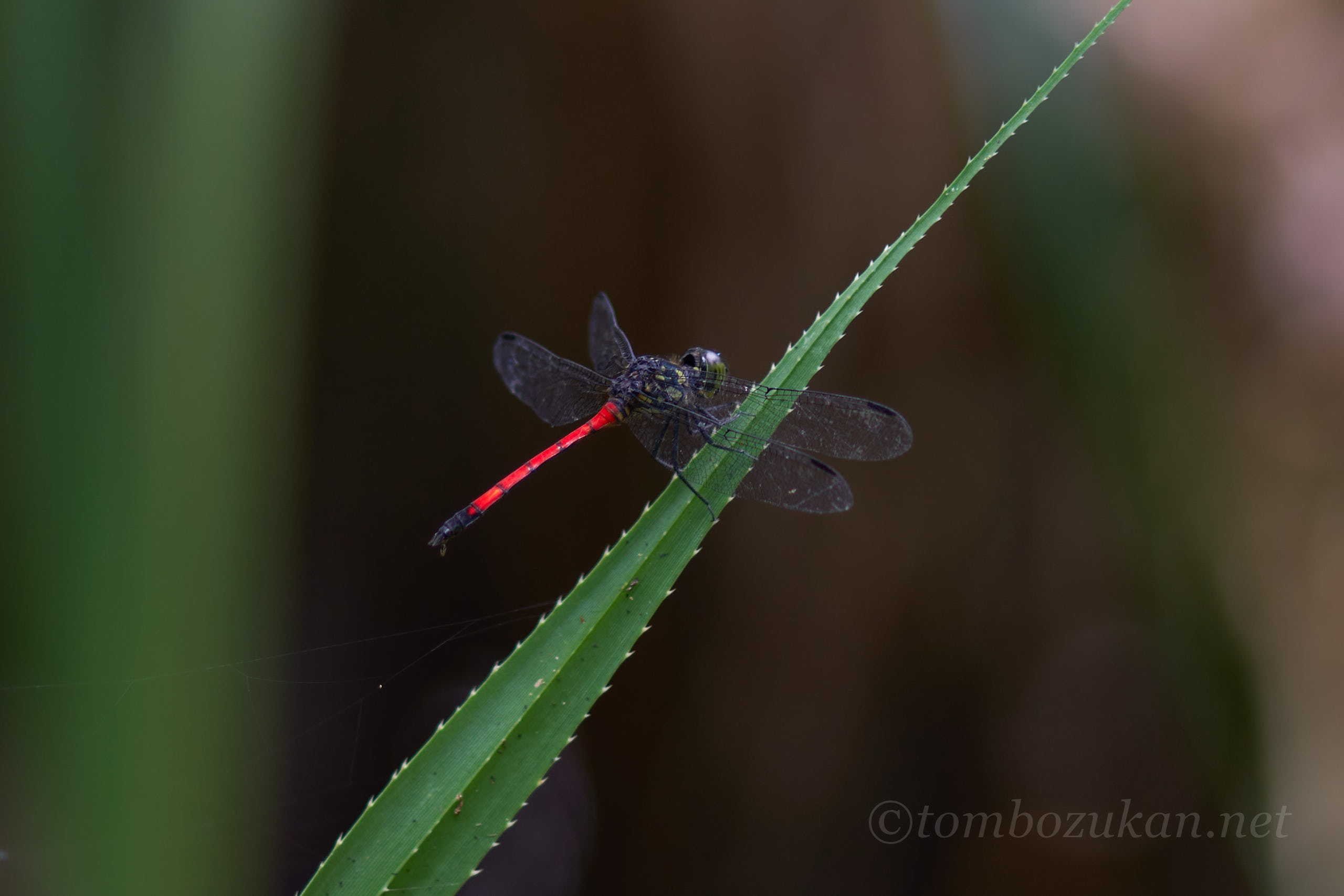 ホソアカトンボ