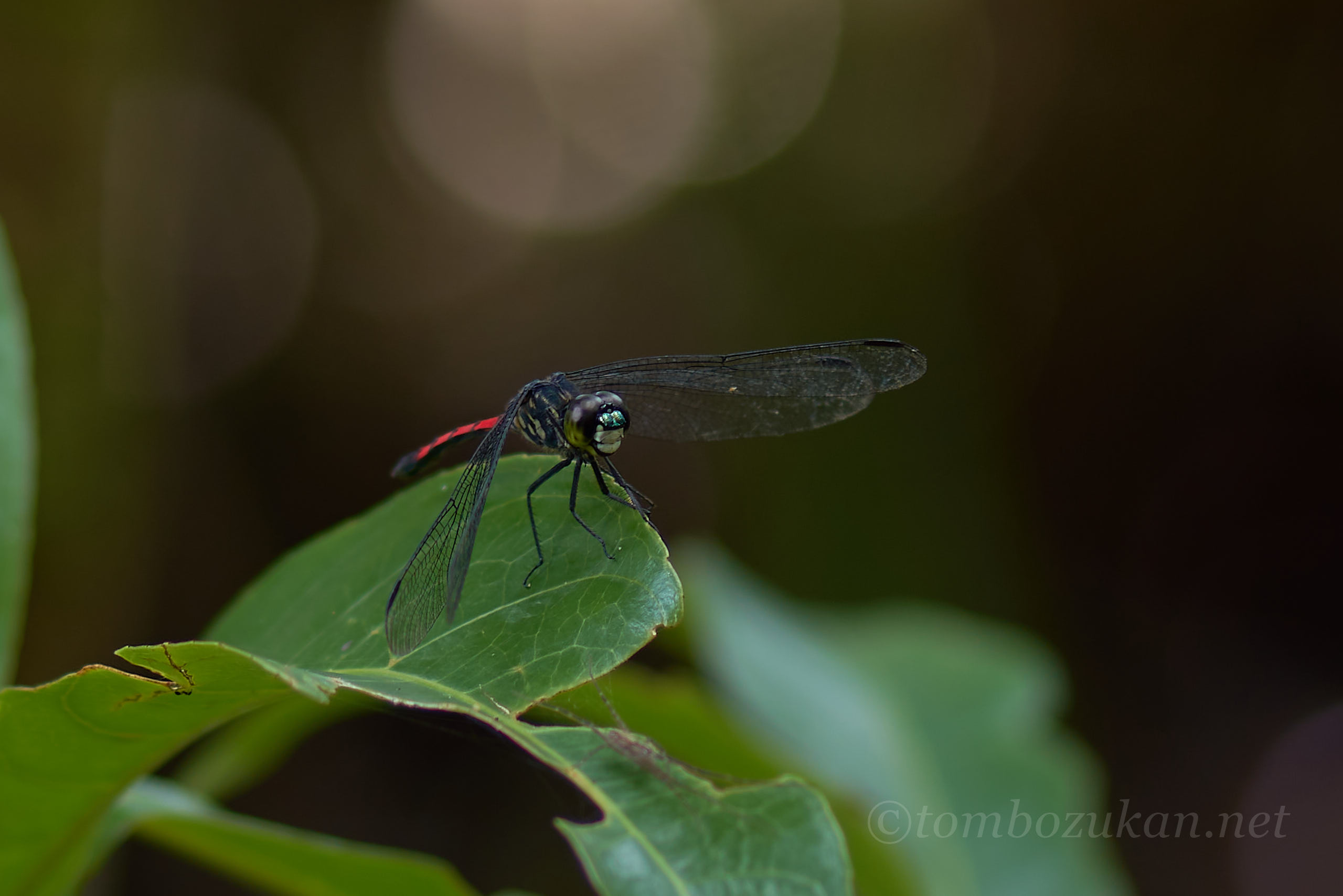 ホソアカトンボ