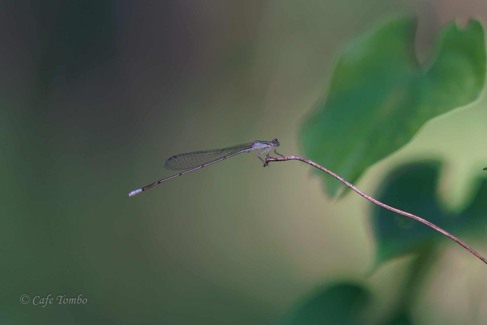 ホソミイトトンボ