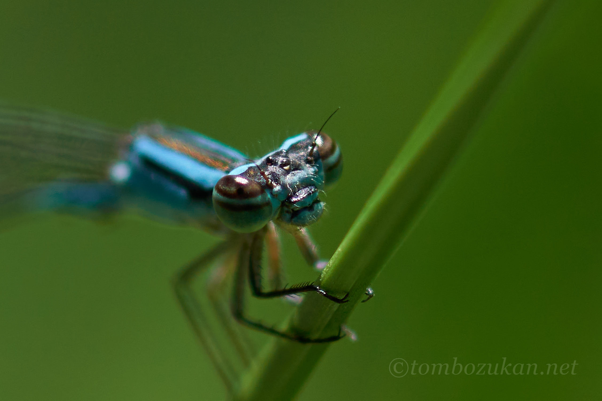 ホソミイトトンボ