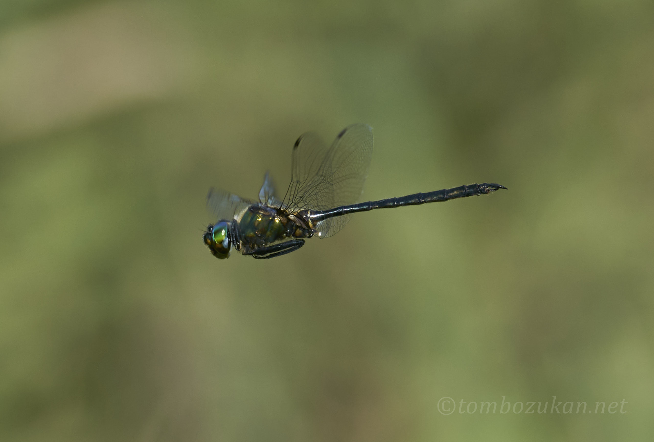 ホソミモリトンボ