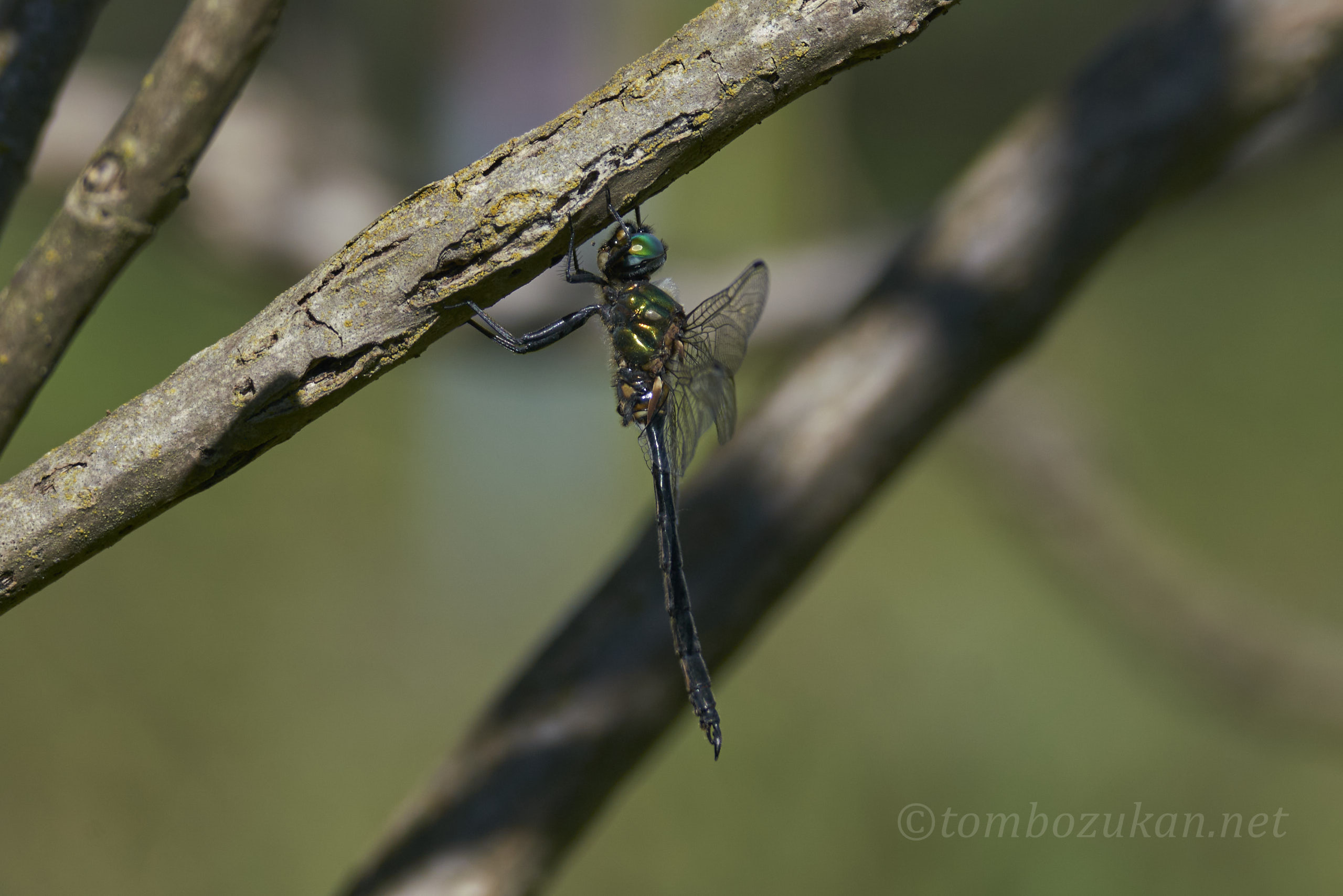 ホソミモリトンボ