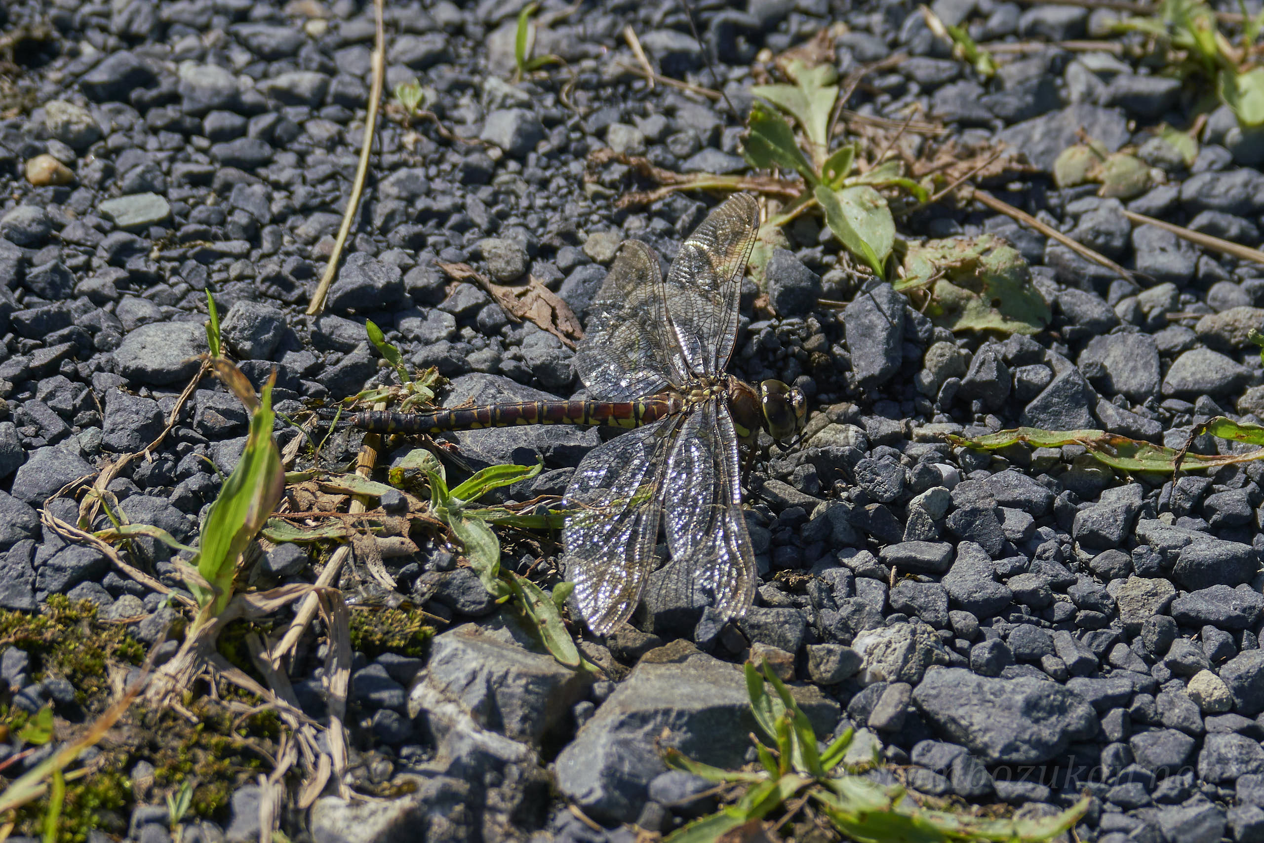 イイジマルリボシヤンマ