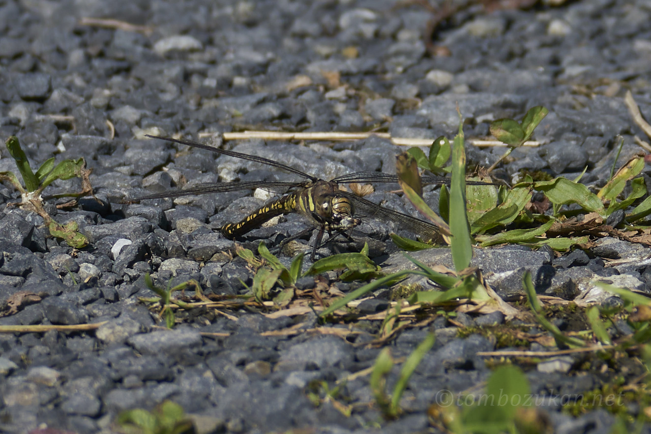 イイジマルリボシヤンマ