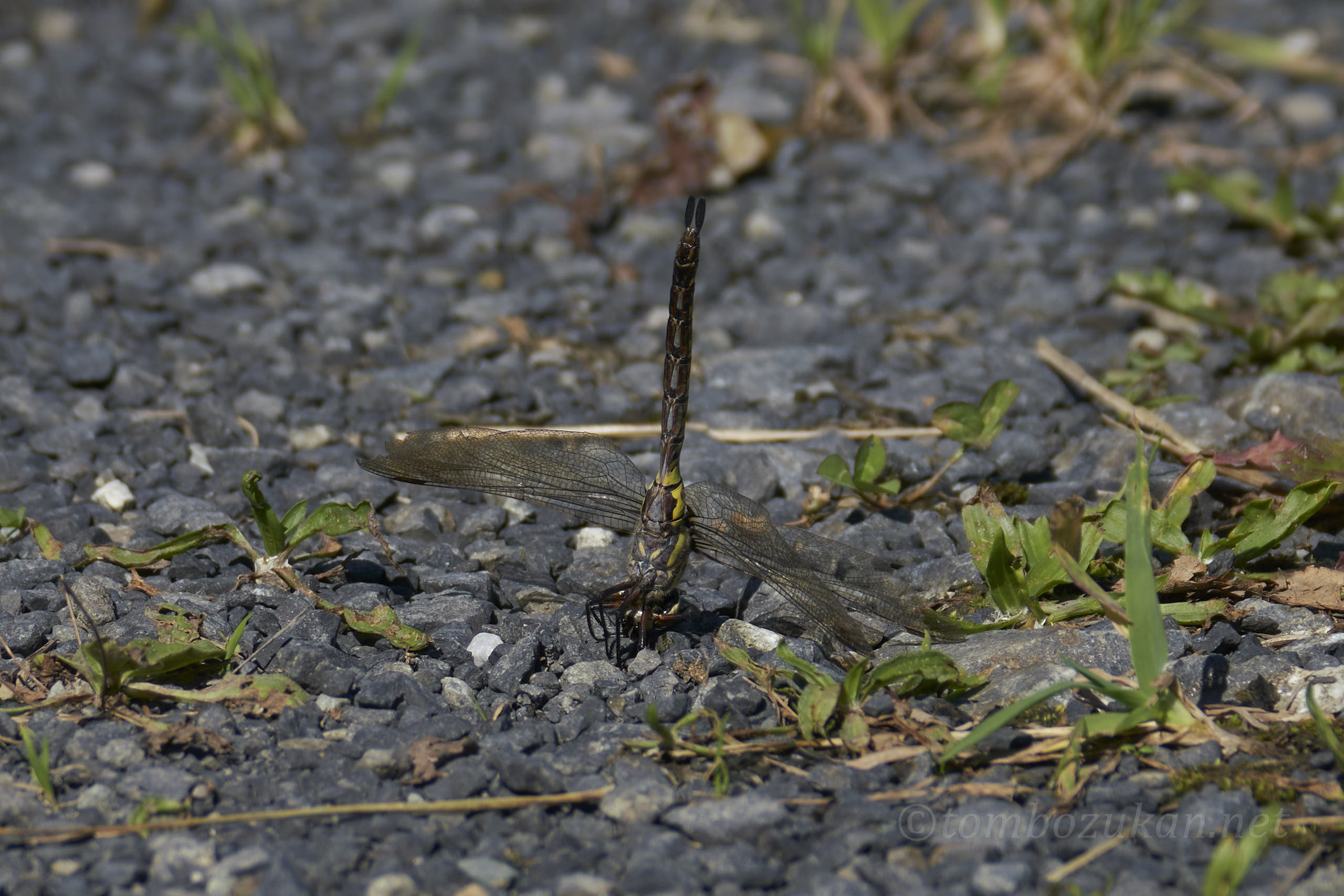 イイジマルリボシヤンマ