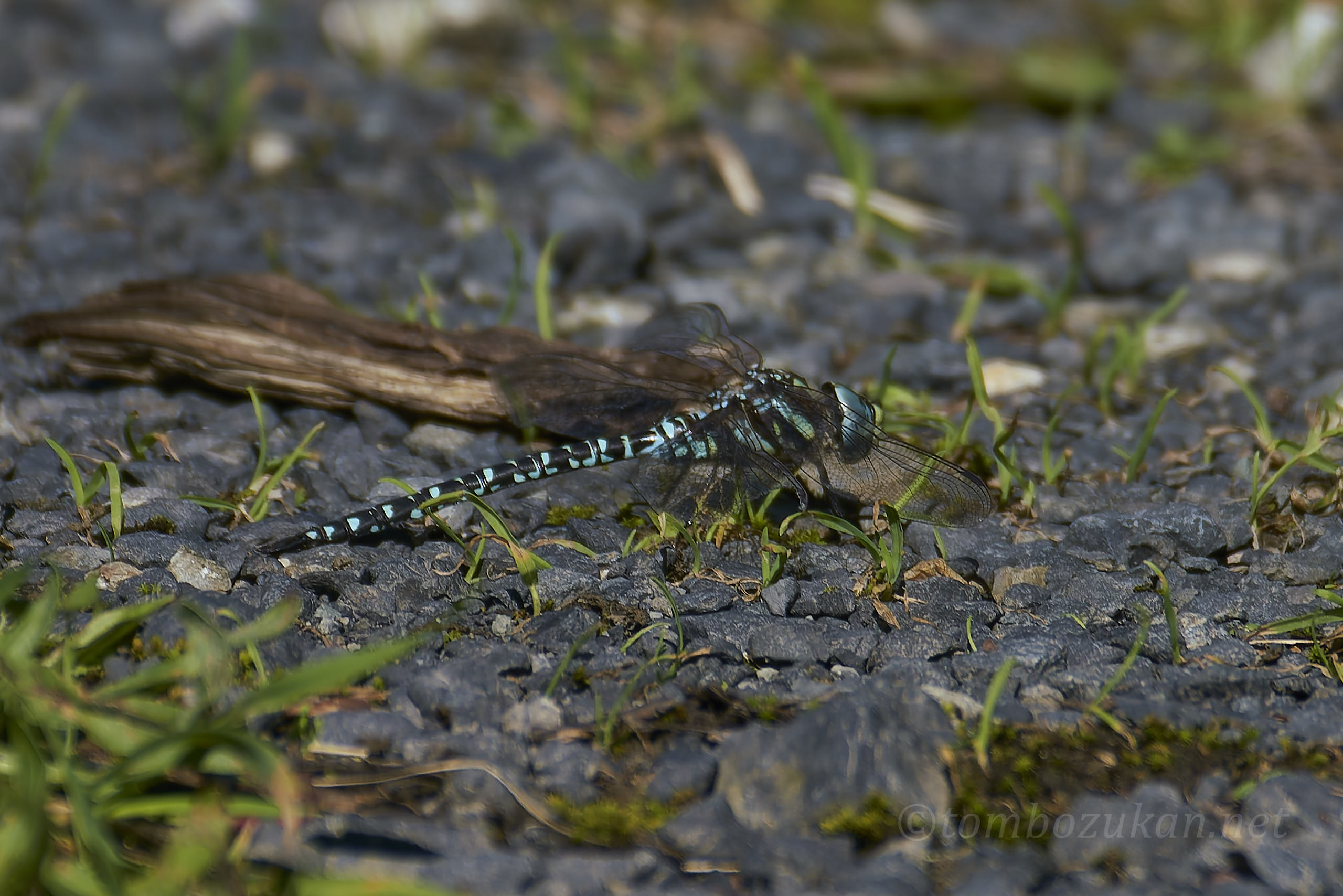 イイジマルリボシヤンマ