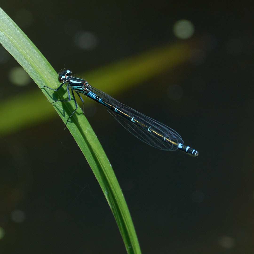 カラフトイトトンボ