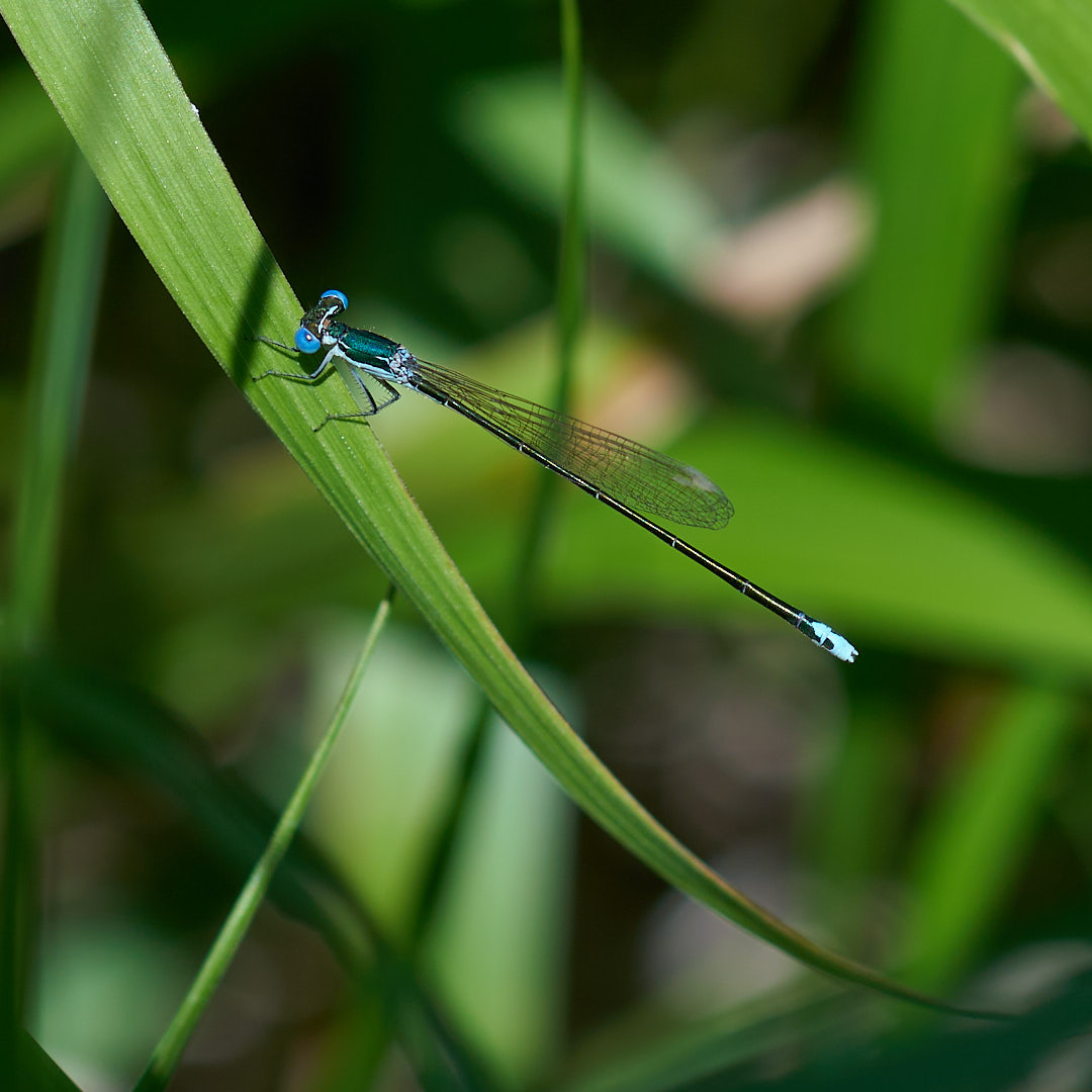 カラカネイトトンボ