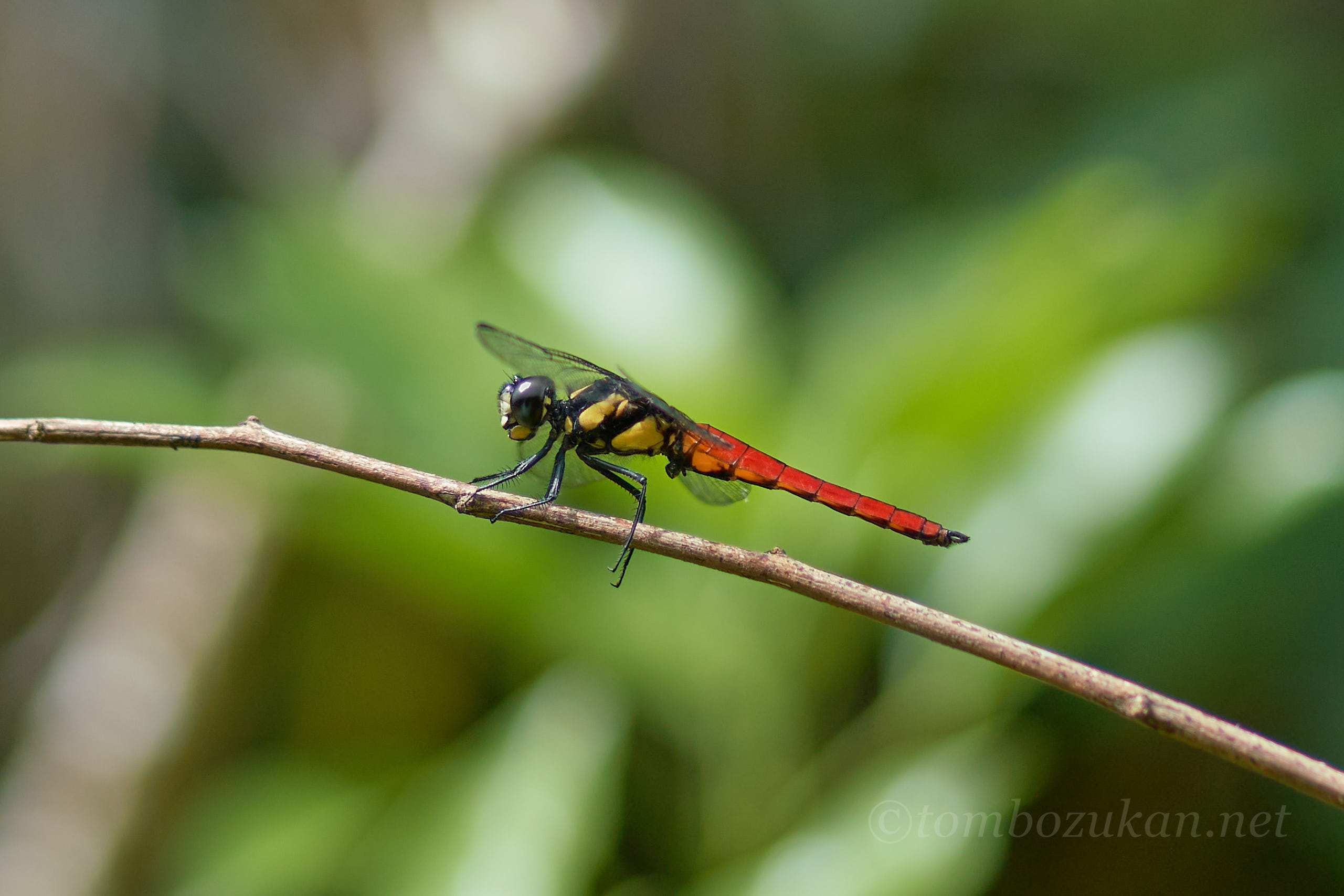 キイロハラビロトンボ