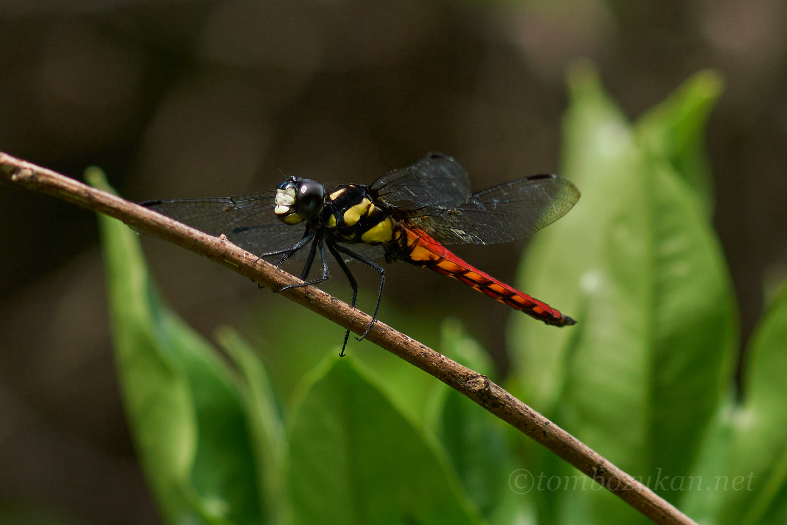 キイロハラビロトンボ