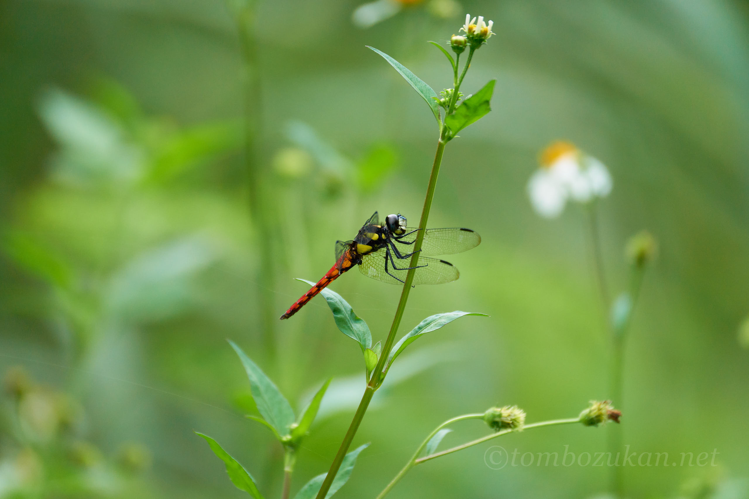 キイロハラビロトンボ