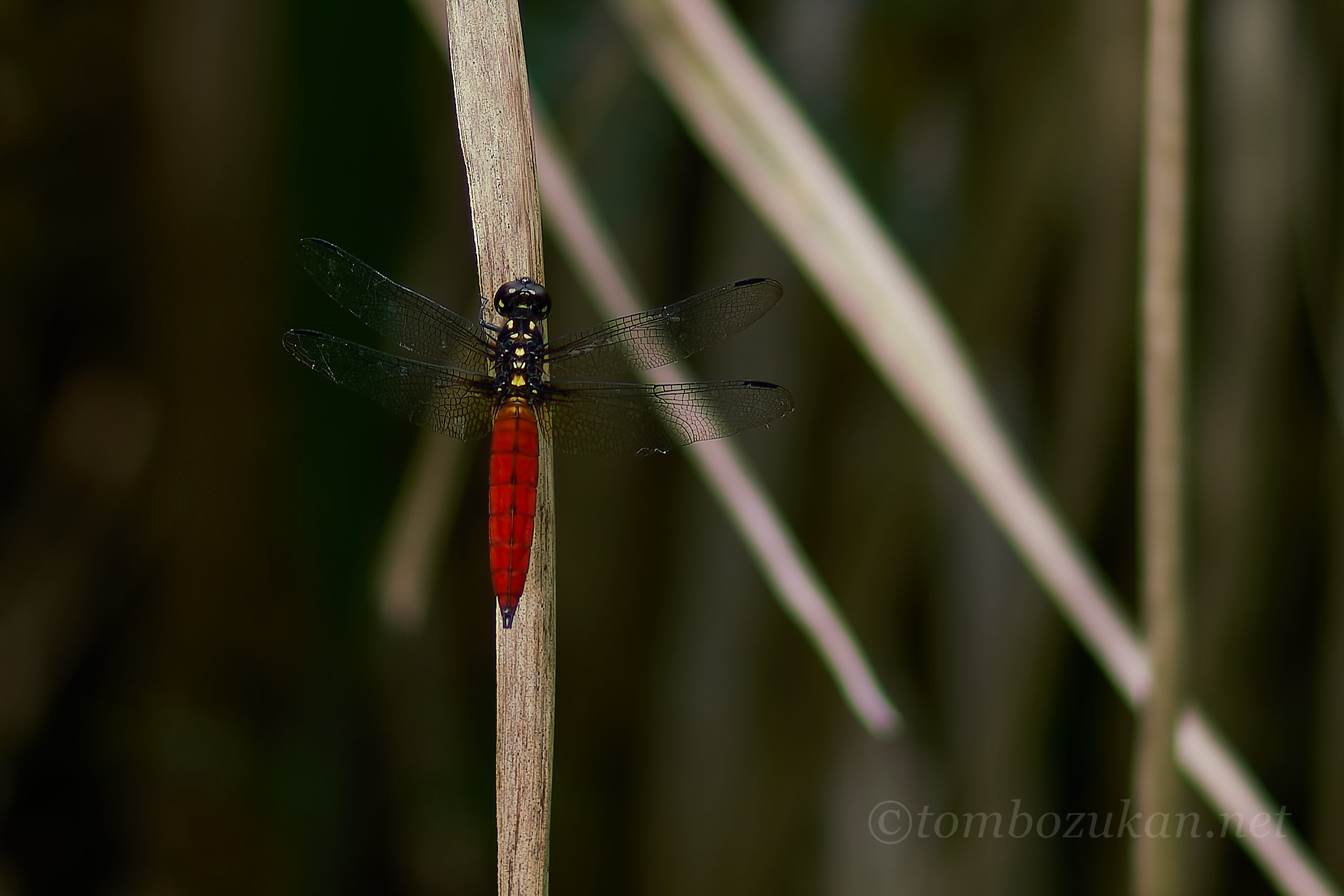 キイロハラビロトンボ