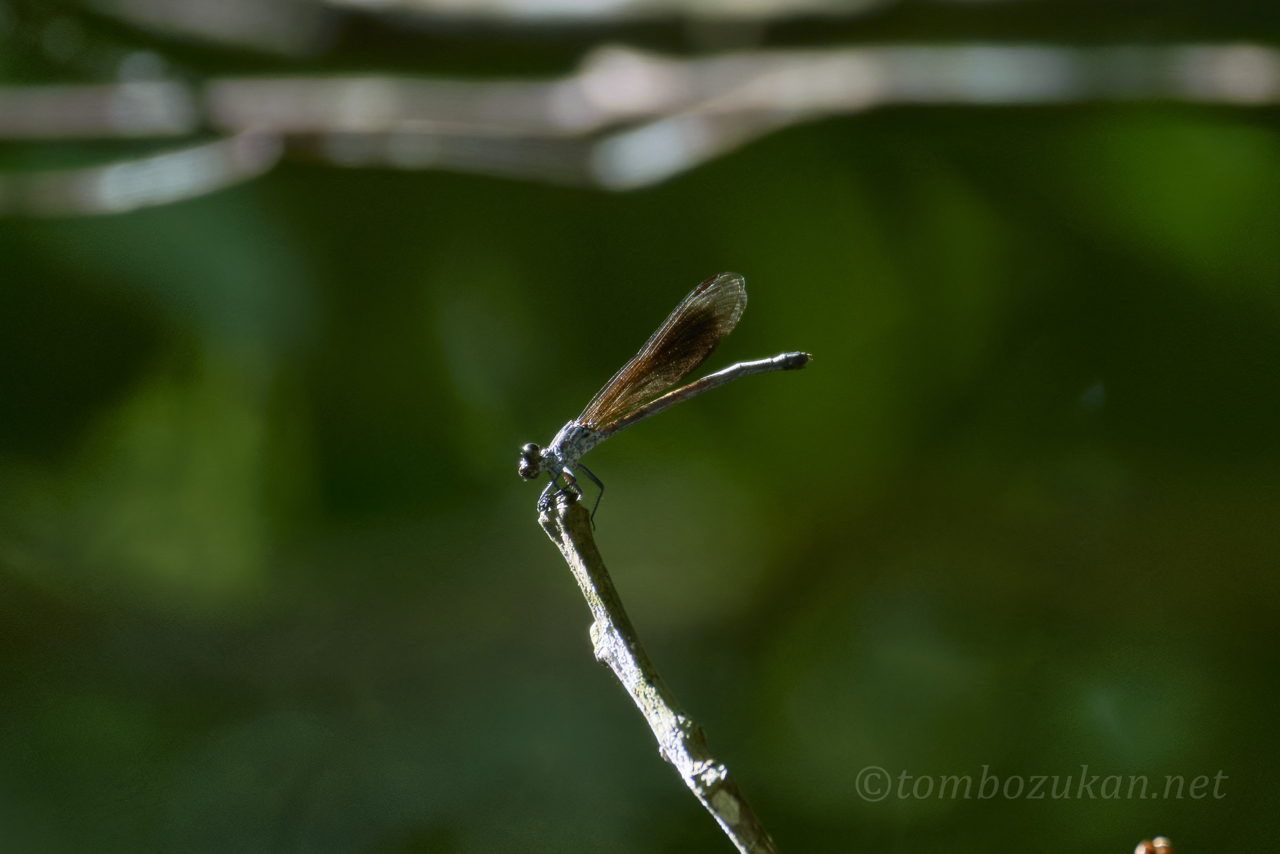 コナカハグロトンボ