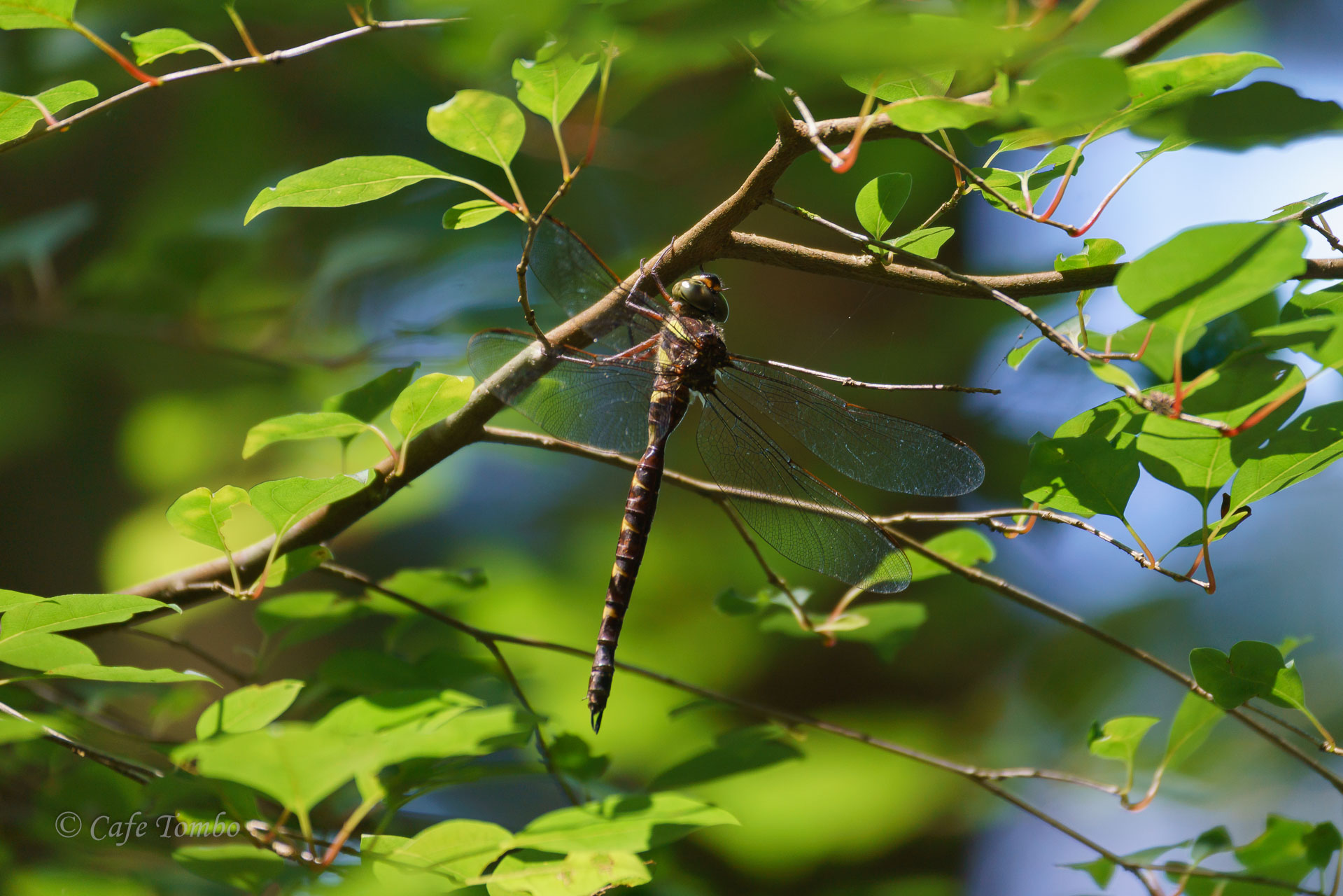 コシボソヤンマ