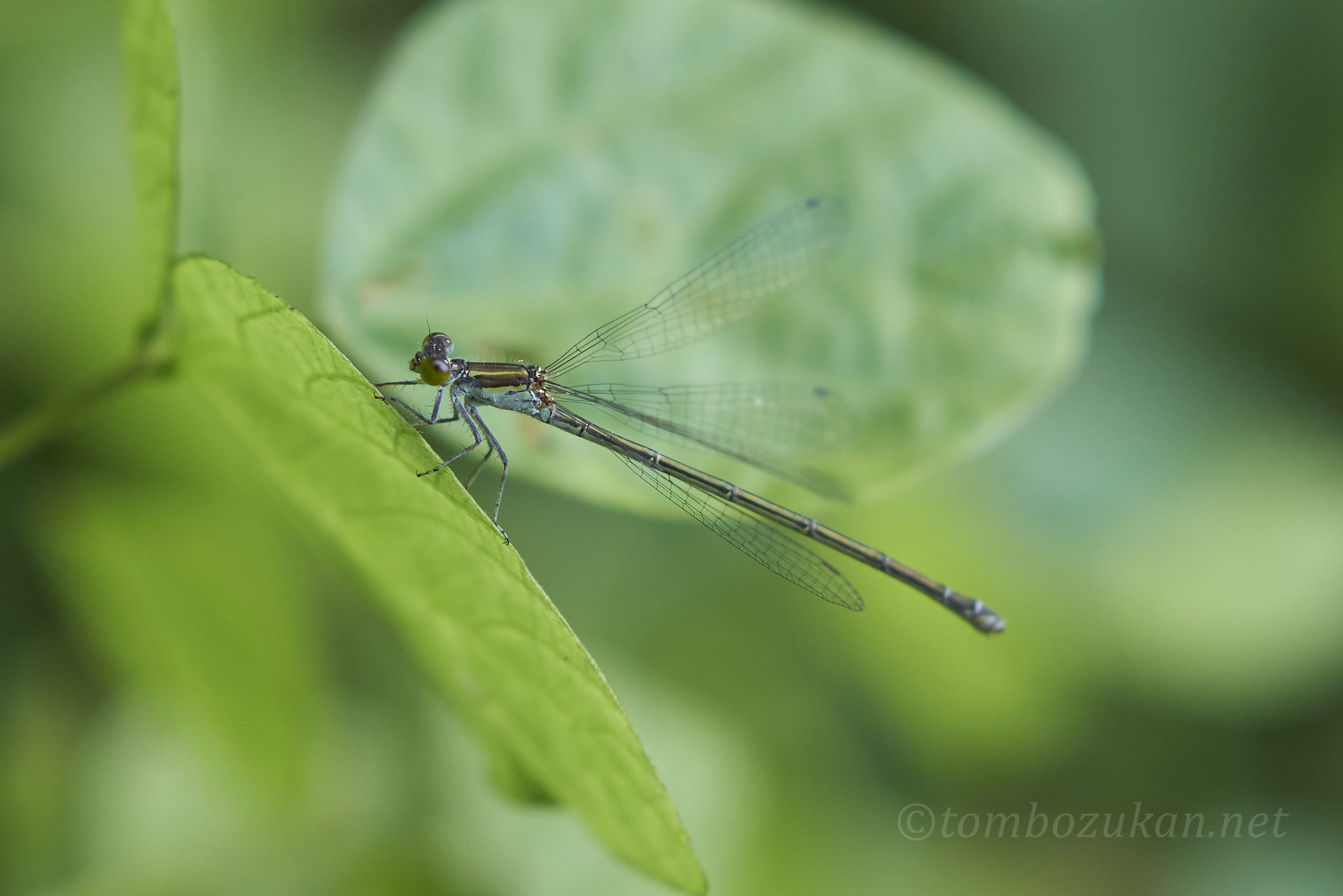 クロイトトンボ