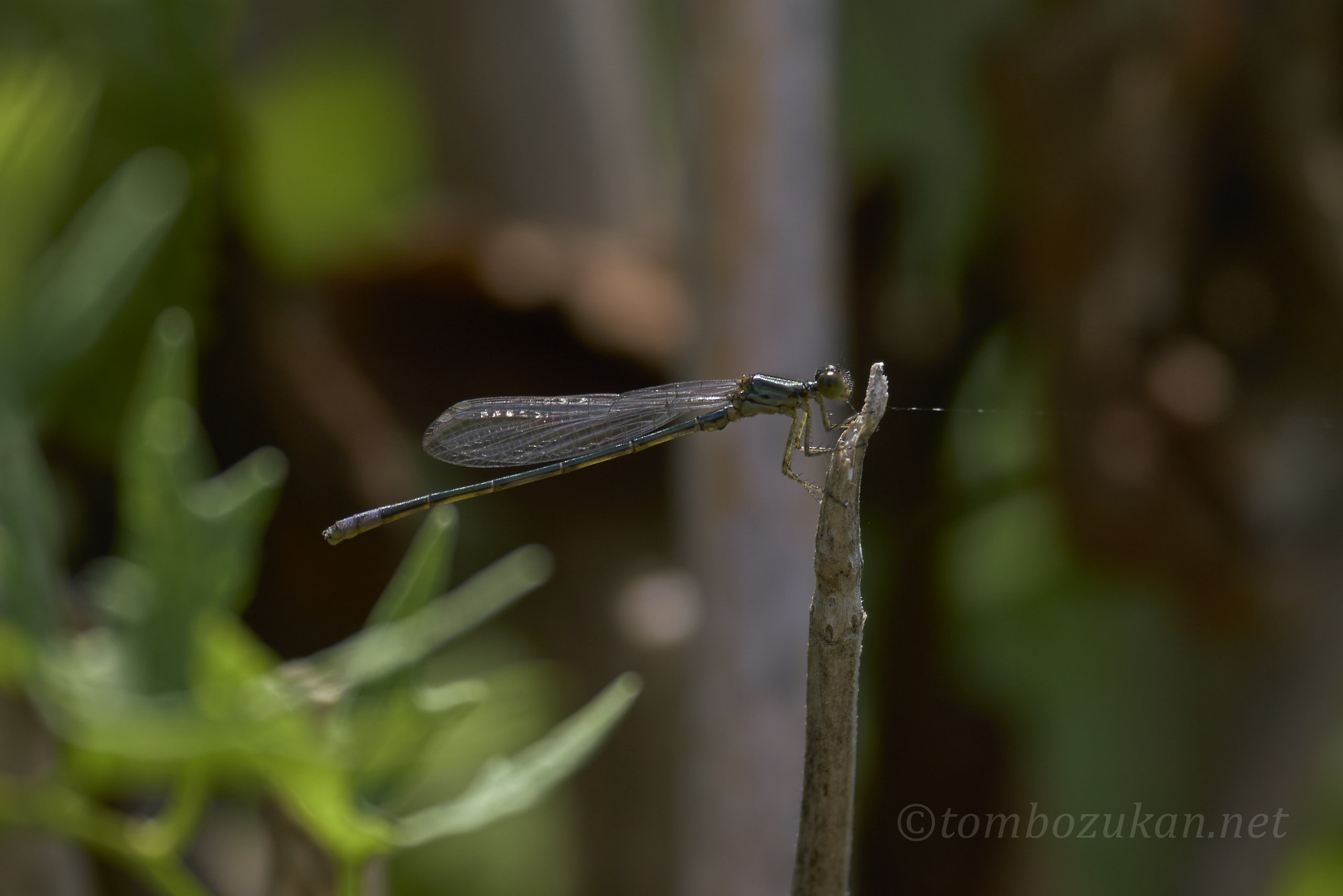 クロイトトンボ