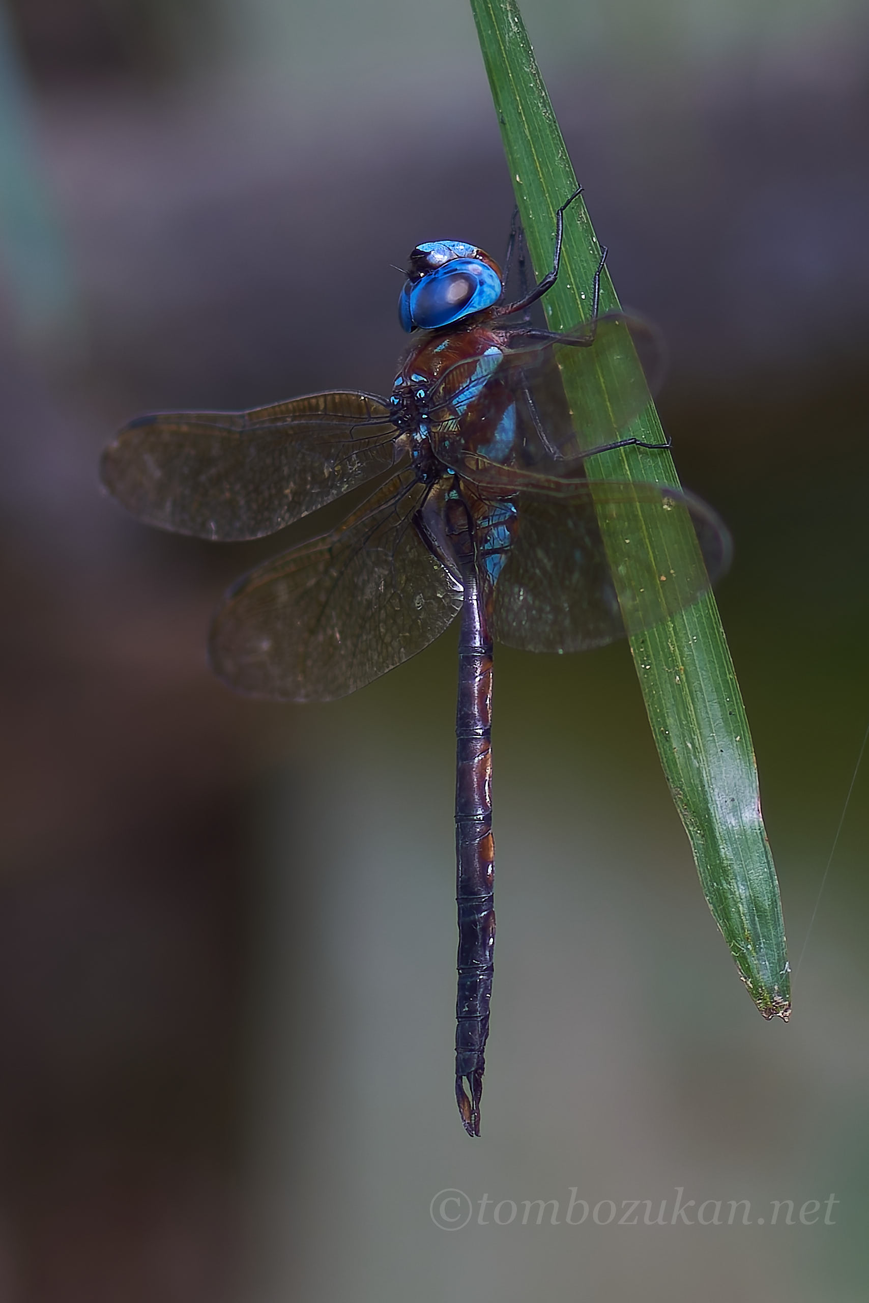 マルタンヤンマ