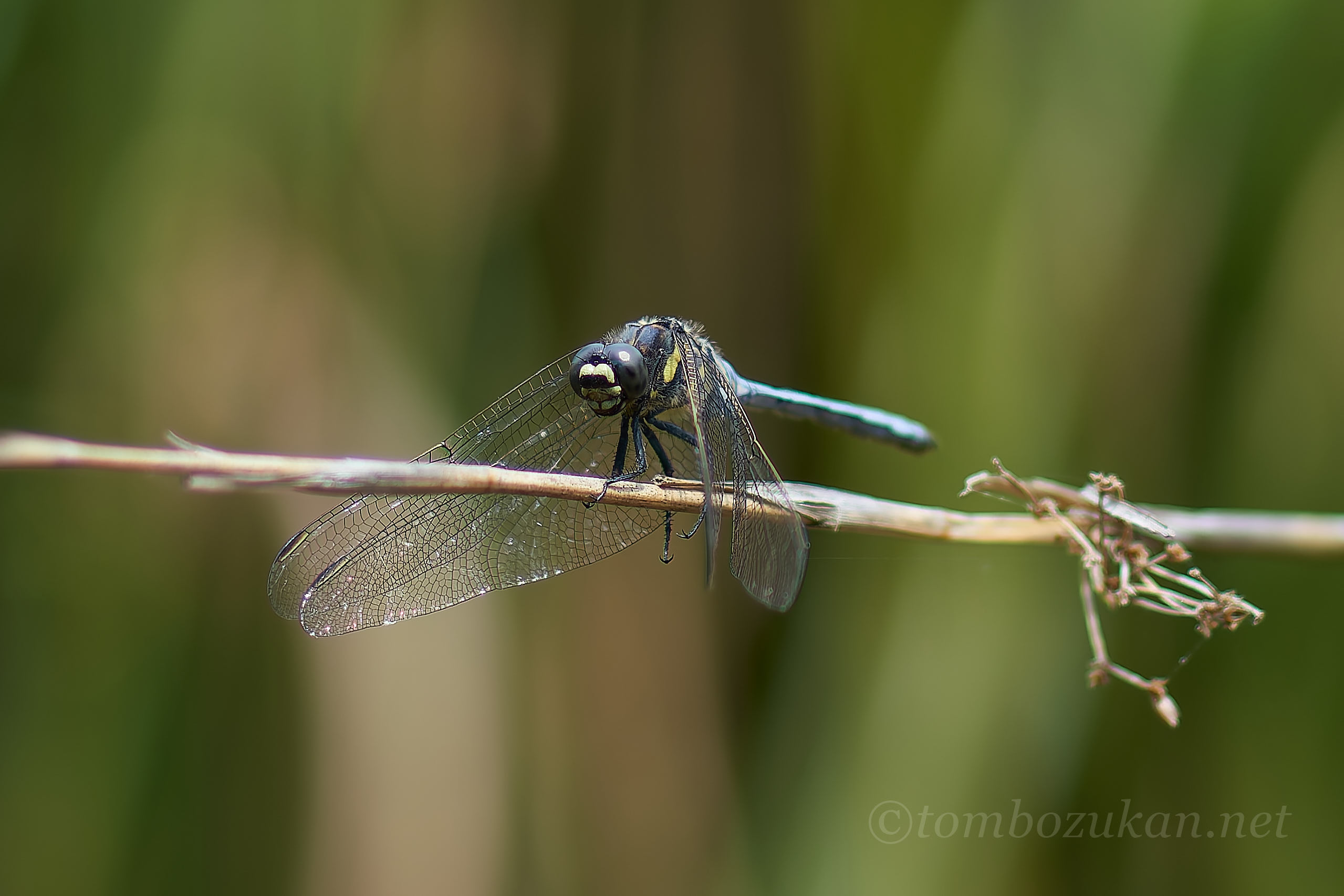 ミヤジマトンボ