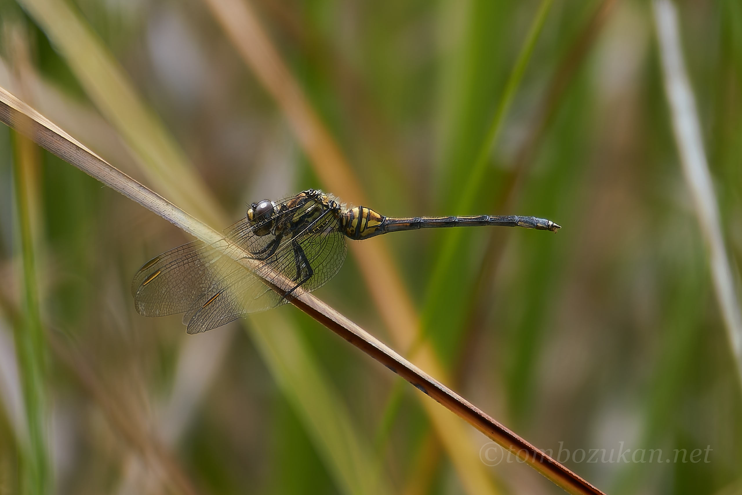 ミヤジマトンボ
