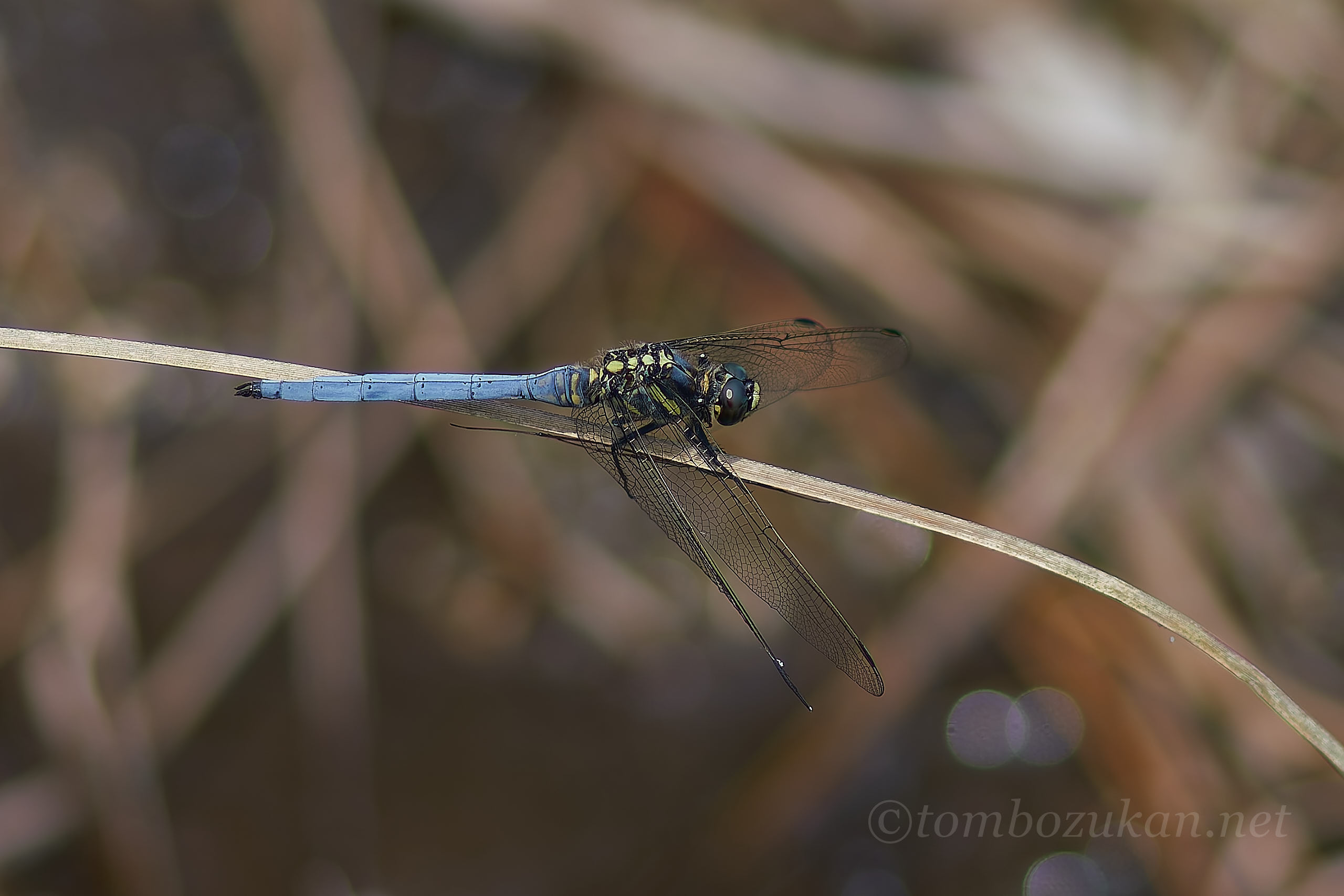 ミヤジマトンボ