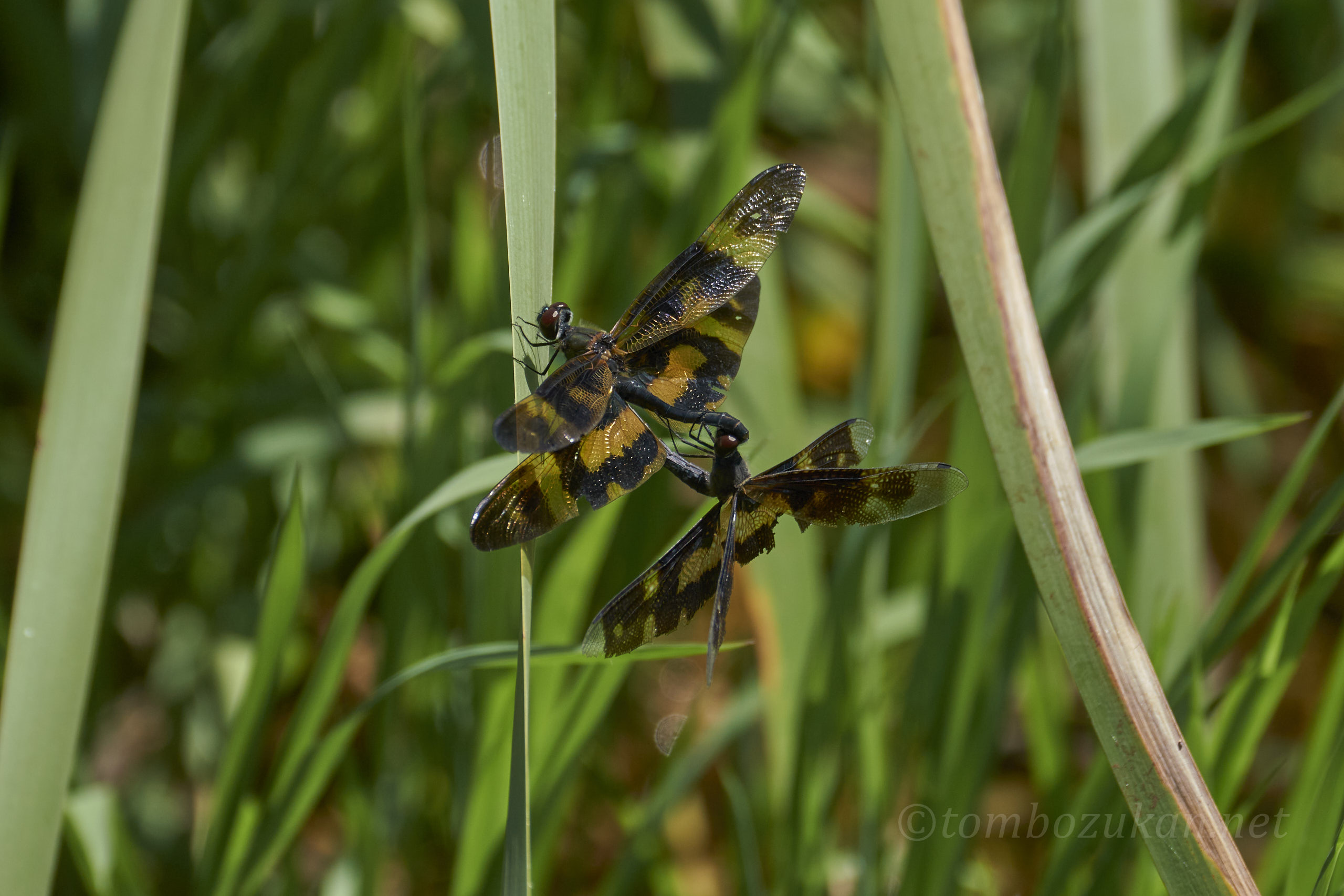 オキナワチョウトンボ