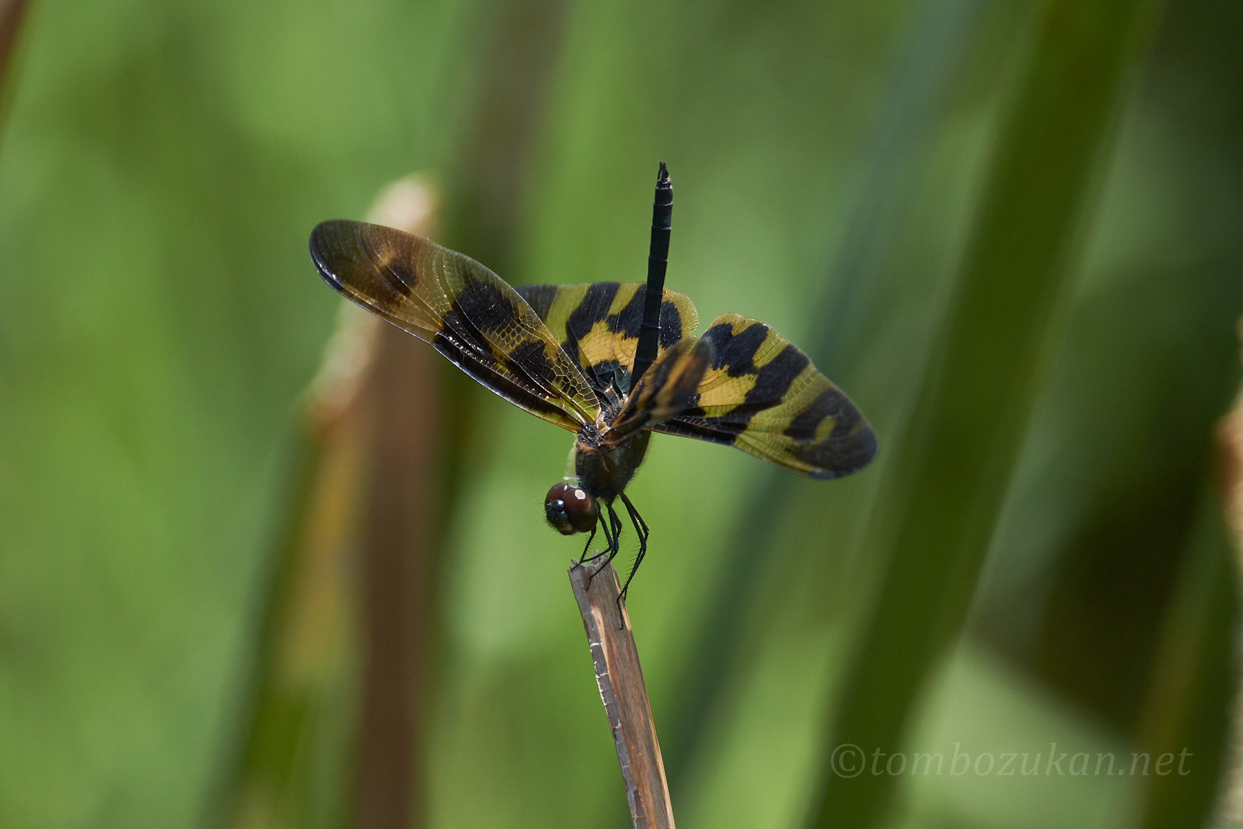 オキナワチョウトンボ