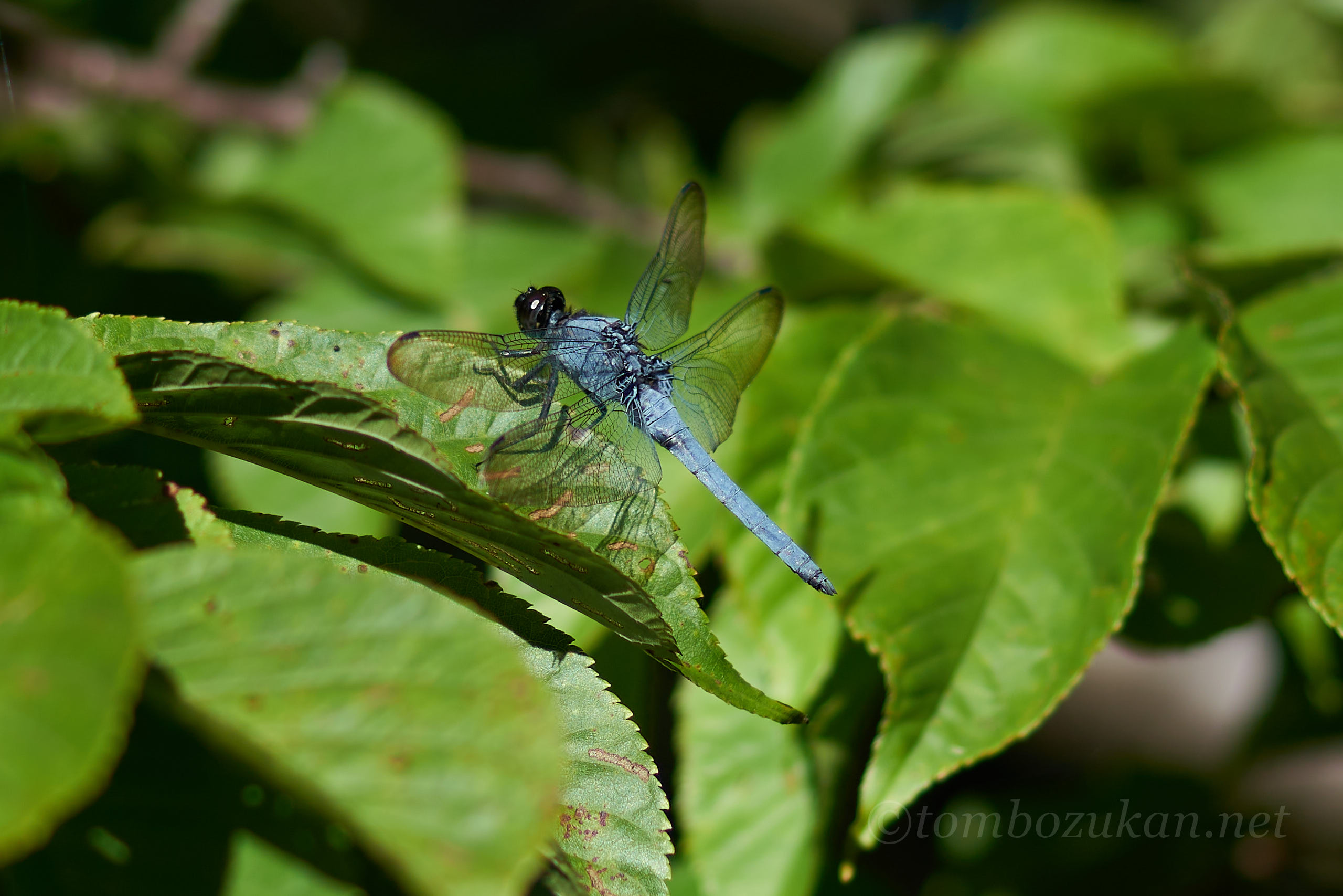 オキナワオオシオカラトンボ