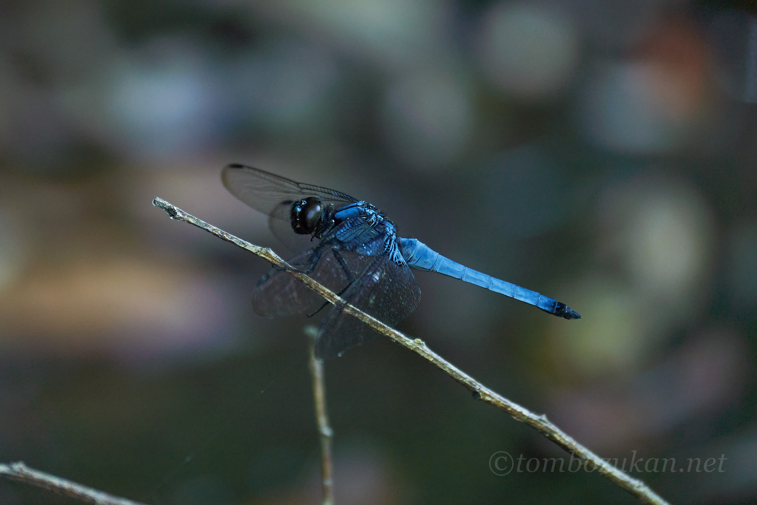 オキナワオオシオカラトンボ