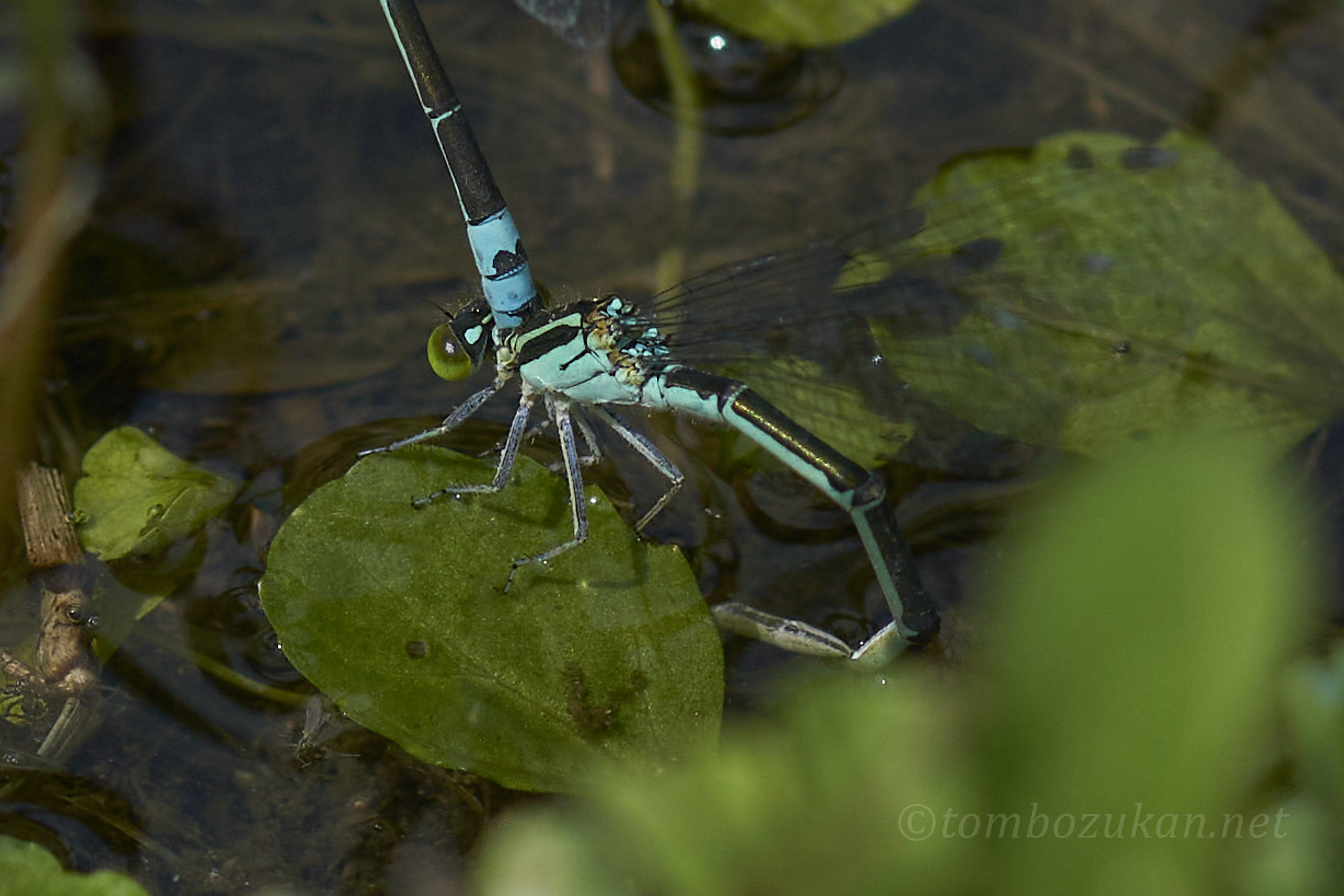 オオイトトンボ