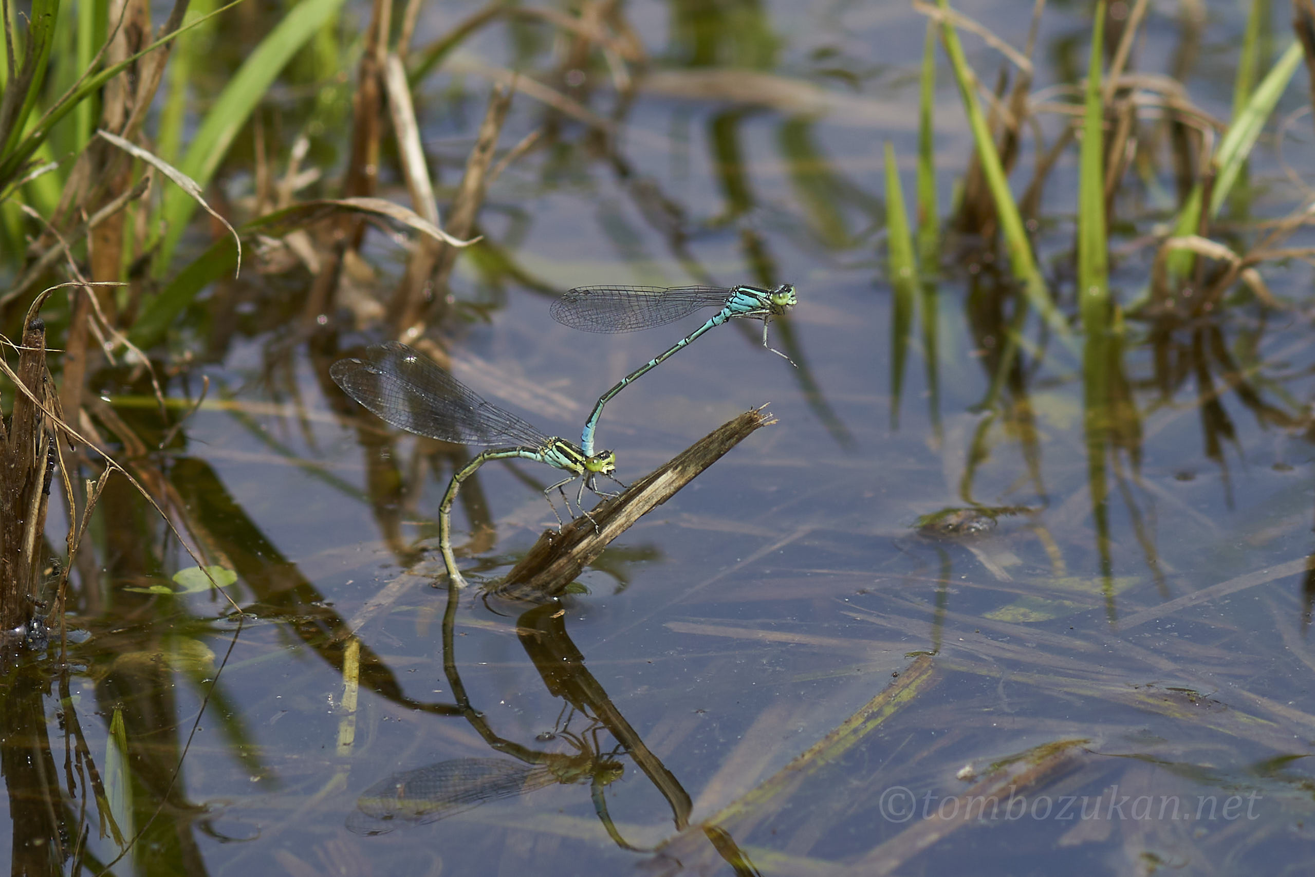 オオイトトンボ