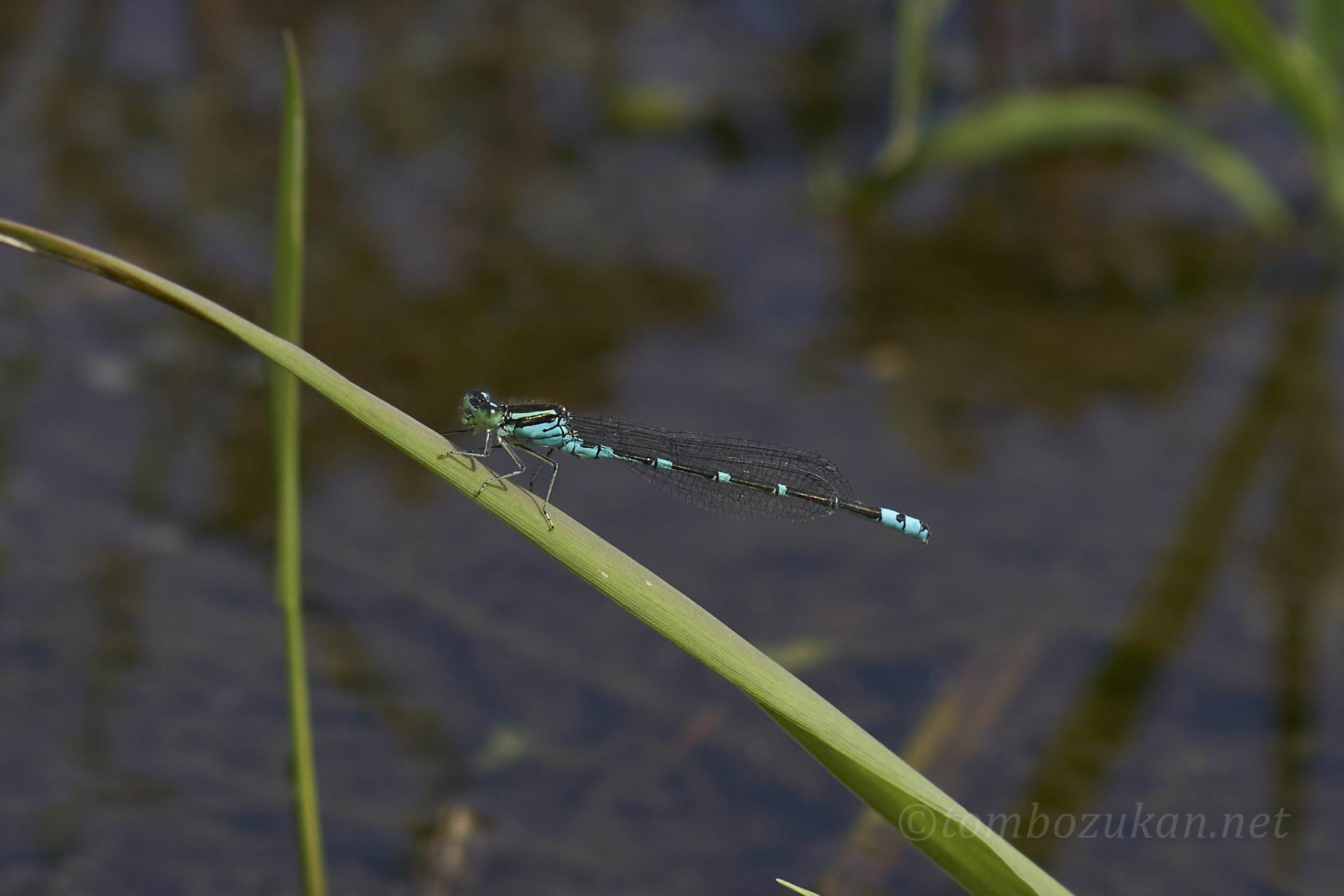 オオイトトンボ