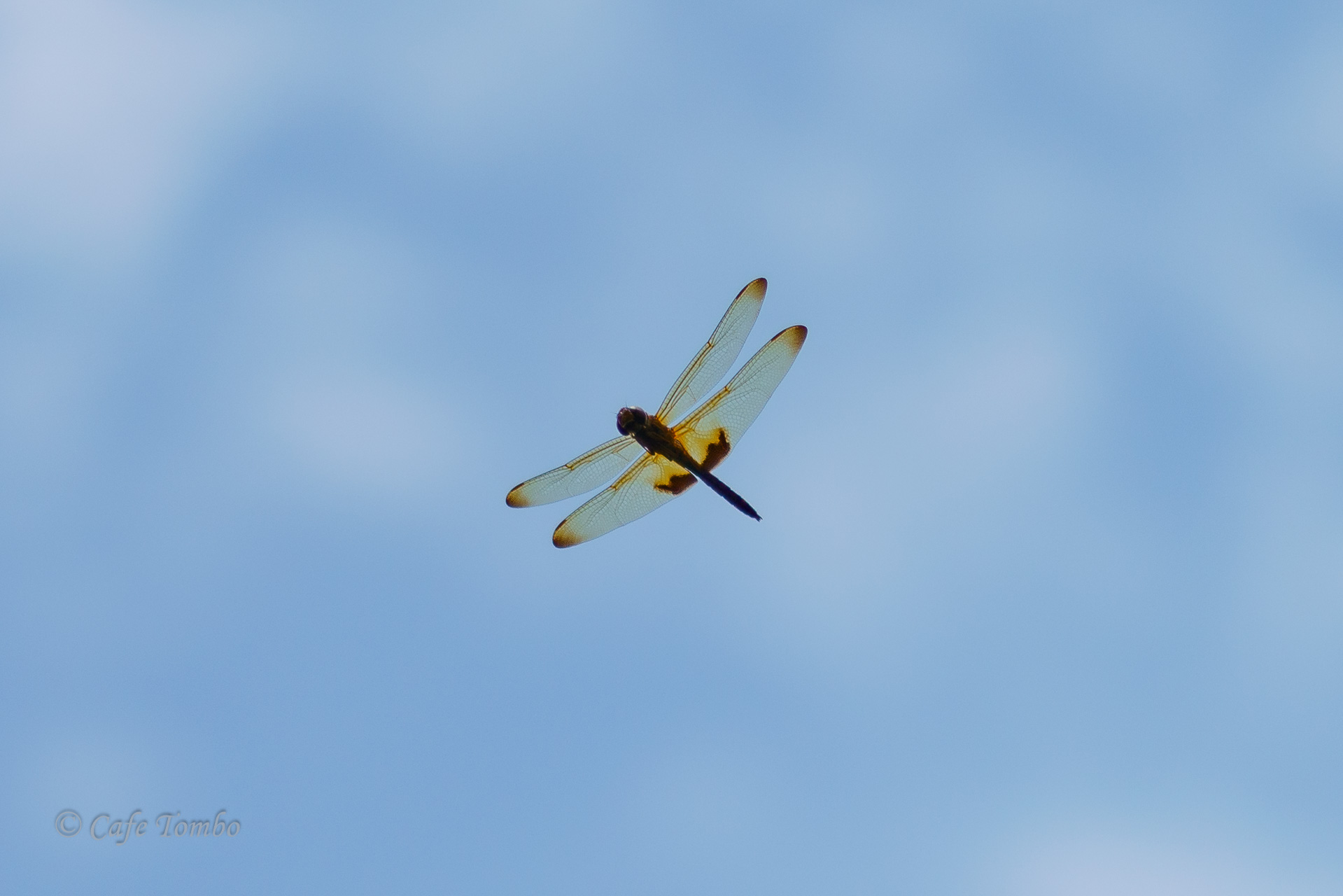 オオキイロトンボ